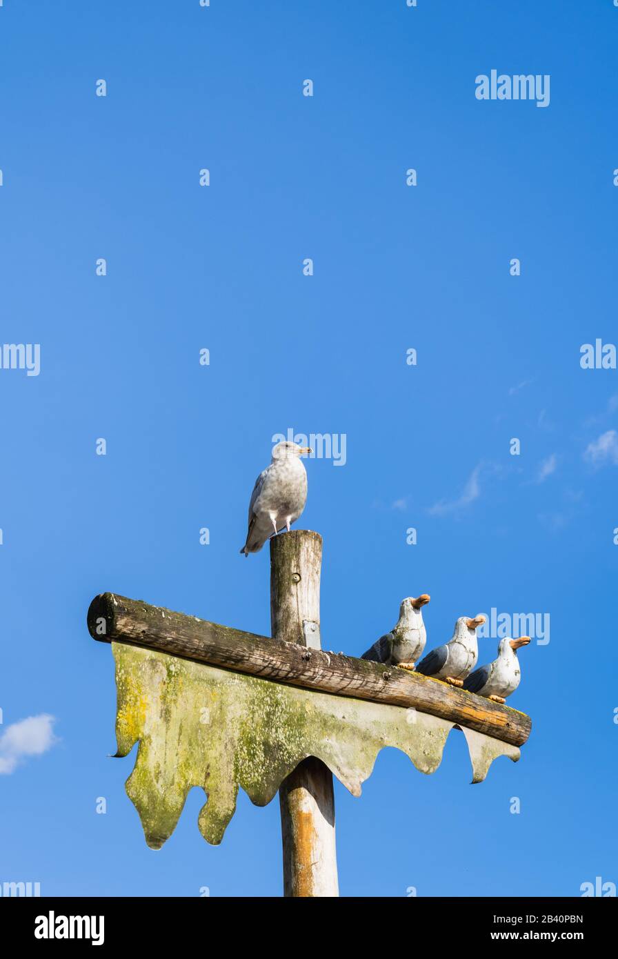 Live Sea Gull arroccato sulla cima del palo accanto a una scultura di tre gobbi in legno scolpito gabbiani e falso albero della nave. Foto Stock