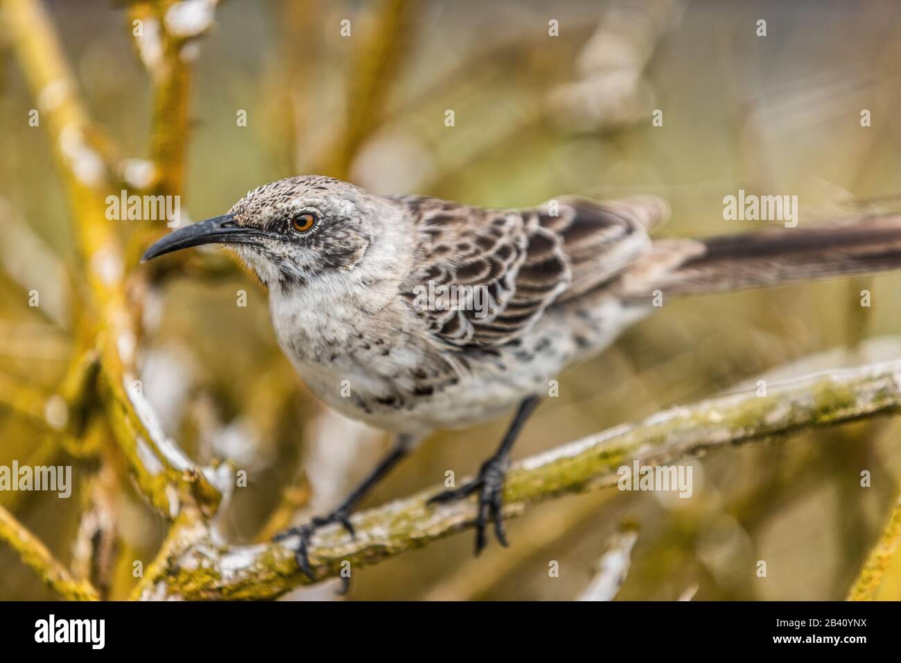 Galapagos uccelli: Espanola Mockingbird seduto in albero su Espanola, Isole Galapagos, Ecuador. Aka Hood Mockingbird. Animali e natura in Sud America. Foto Stock