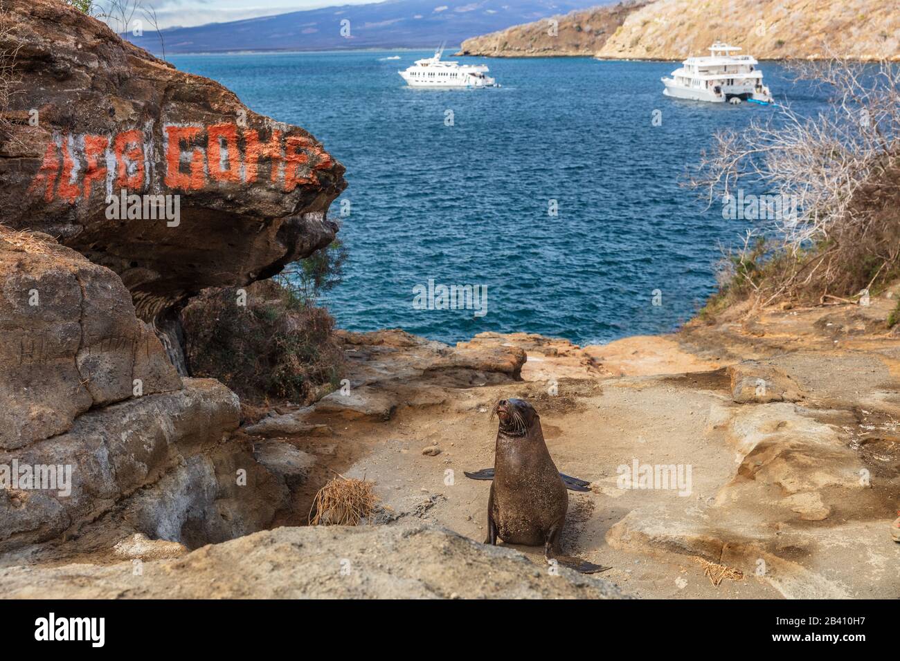 Galapagos Sea Lion Sulle Isole Galapagos. Animali e natura selvaggia vicino Puerto Egas (Egas porto) isola di Santiago, Ecuador, Sud America. Animali carini. Foto Stock