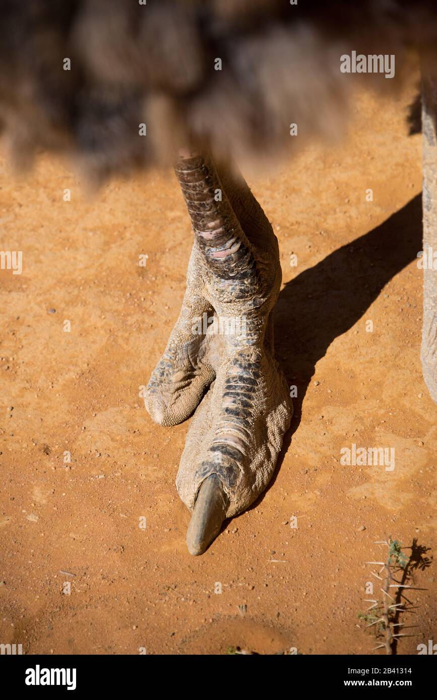 piede a due piedi di struzzo comune (strutio camelus) Foto Stock