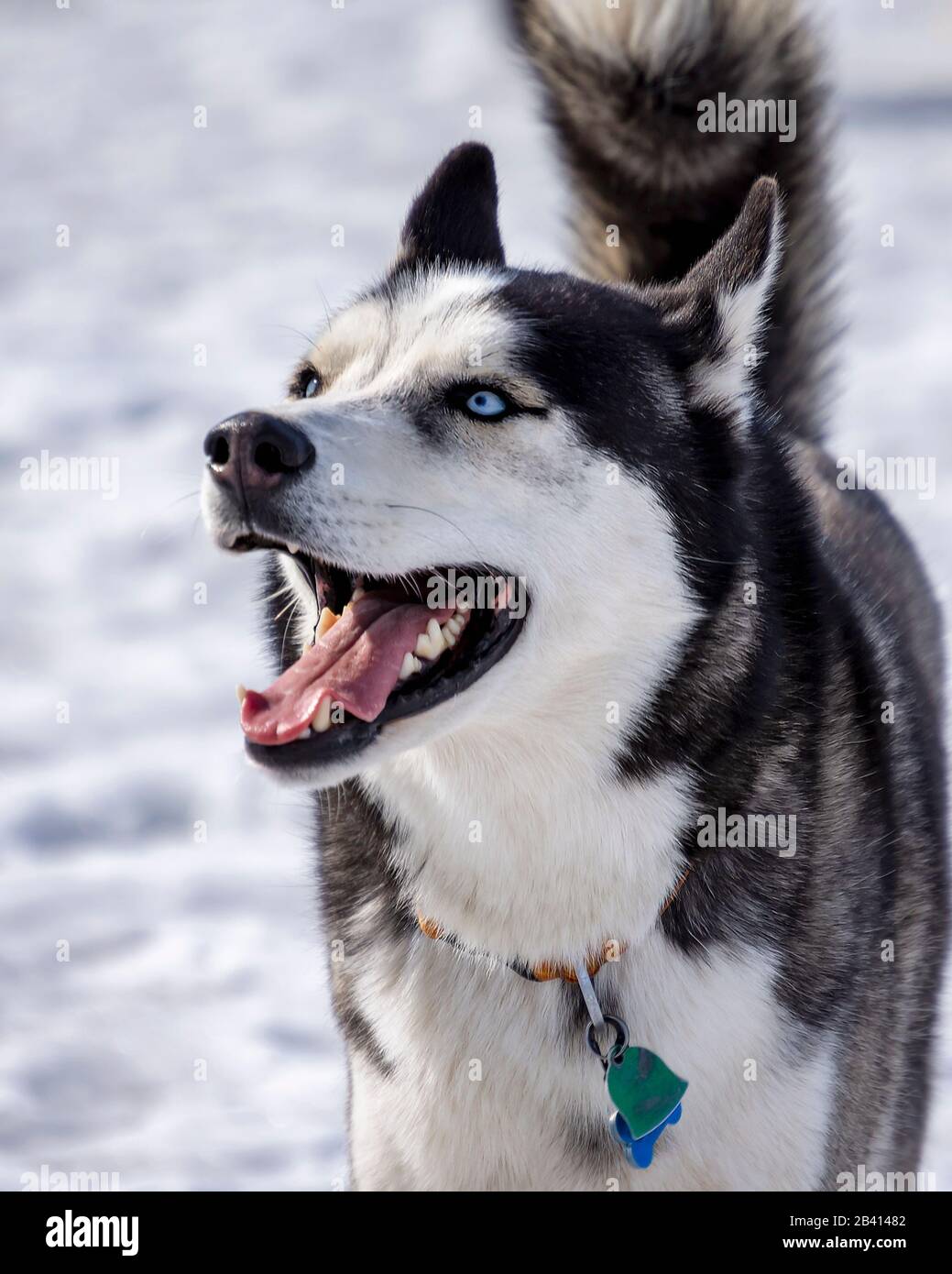 Testa di un Husky con occhi blu. Sfondo di neve. Ritratto ritagliato. Foto Stock