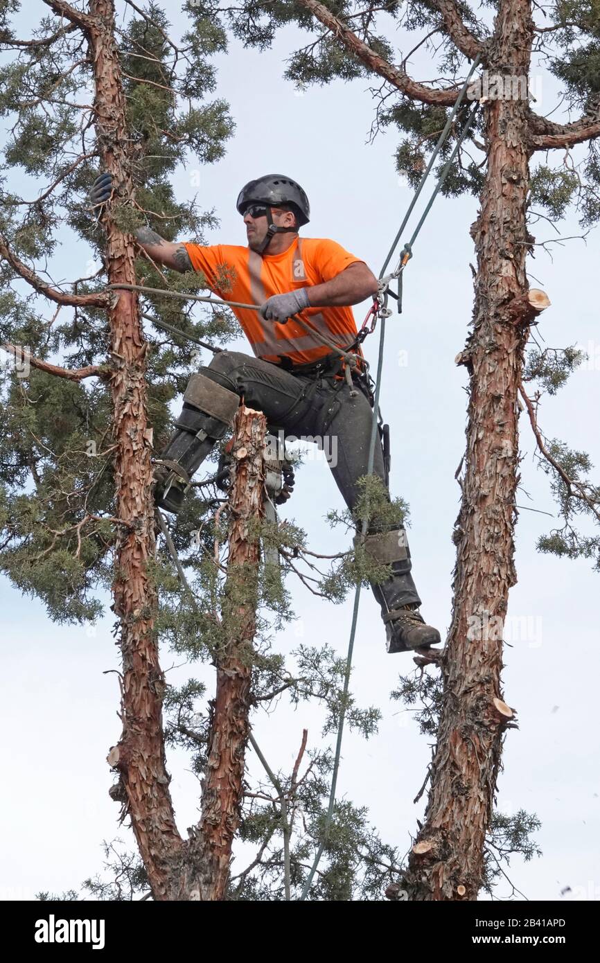 Un trimmer ad albero che lavora per un servizio di rimozione degli alberi utilizza una sega a catena per tagliare questo grande albero di ginepro occidentale in una casa residenziale a Bend, Oregon. Foto Stock