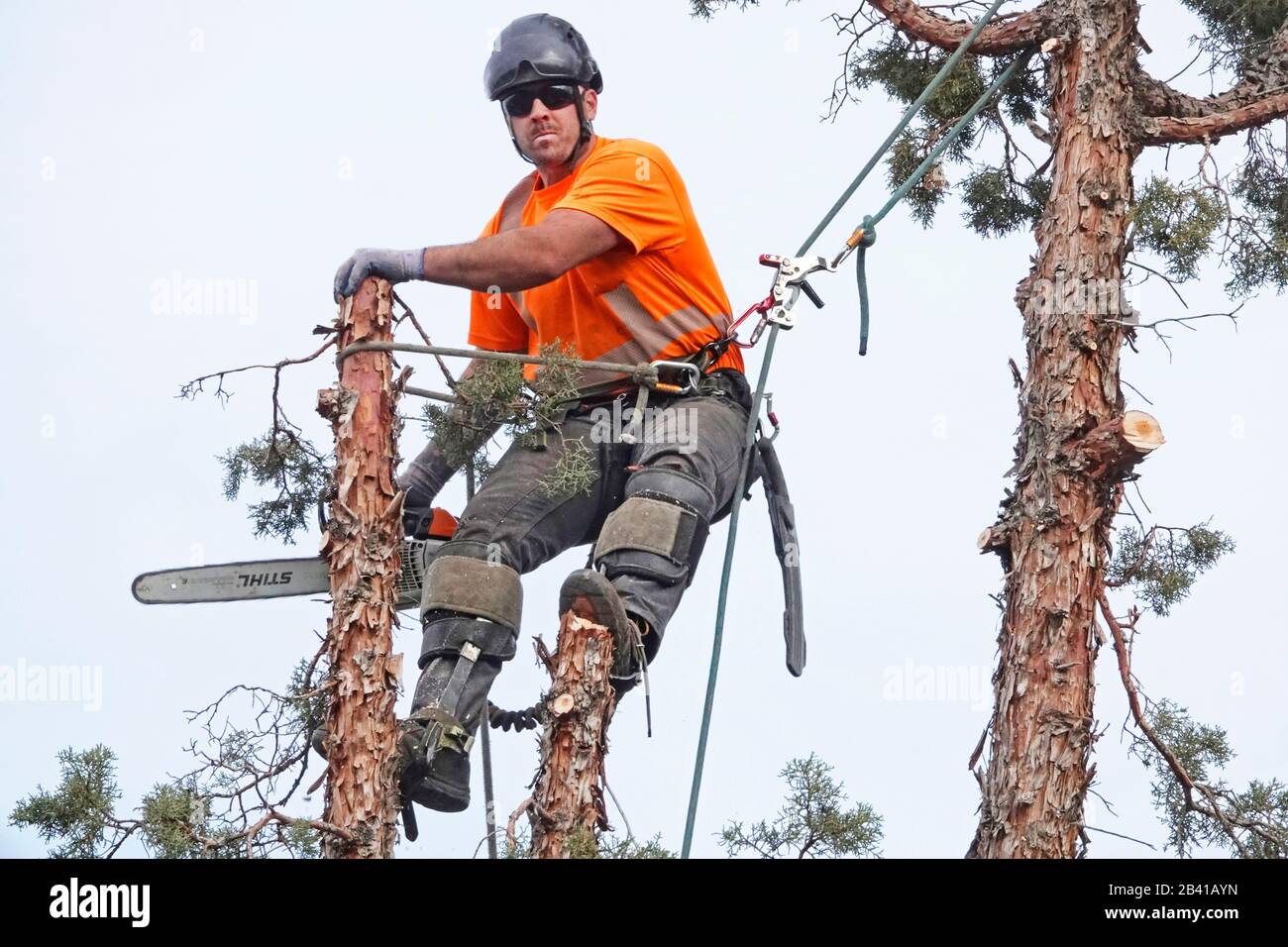 Un trimmer ad albero che lavora per un servizio di rimozione degli alberi utilizza una sega a catena per tagliare questo grande albero di ginepro occidentale in una casa residenziale a Bend, Oregon. Foto Stock
