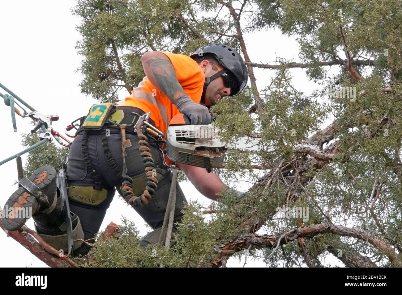 Un trimmer ad albero che lavora per un servizio di rimozione degli alberi utilizza una sega a catena per tagliare questo grande albero di ginepro occidentale in una casa residenziale a Bend, Oregon. Foto Stock