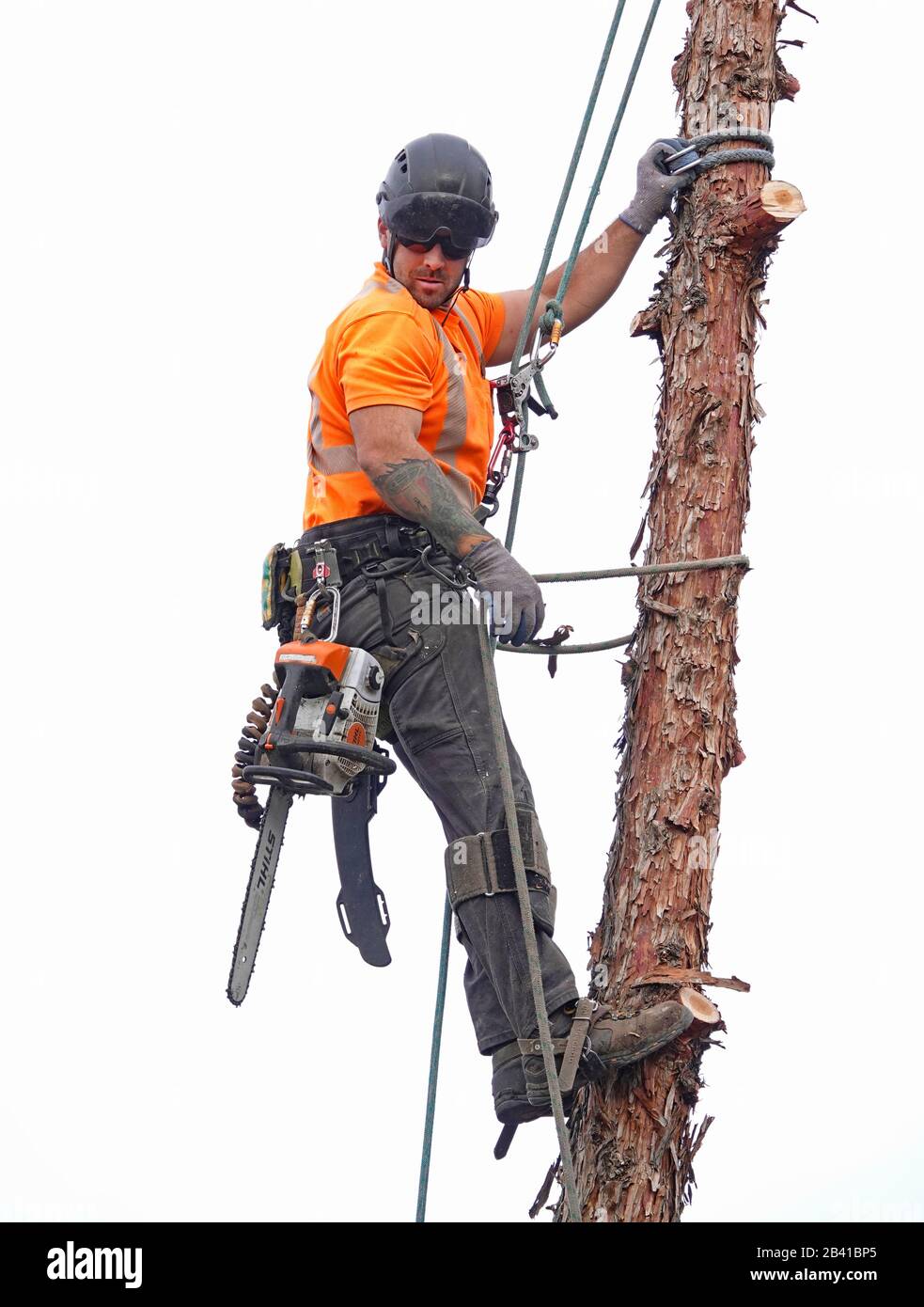 Un trimmer ad albero che lavora per un servizio di rimozione degli alberi utilizza una sega a catena per tagliare questo grande albero di ginepro occidentale in una casa residenziale a Bend, Oregon. Foto Stock