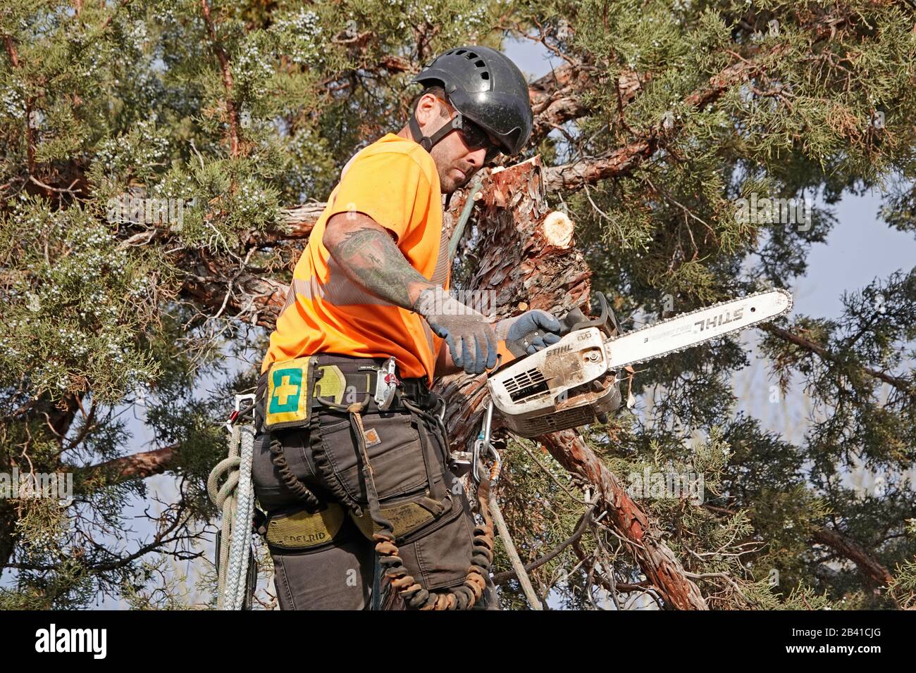 Un trimmer ad albero che lavora per un servizio di rimozione degli alberi utilizza una sega a catena per tagliare questo grande albero di ginepro occidentale in una casa residenziale a Bend, Oregon. Foto Stock