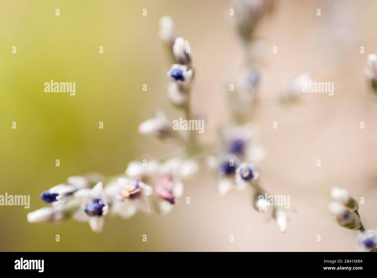 Fiore, Blumen Foto Stock
