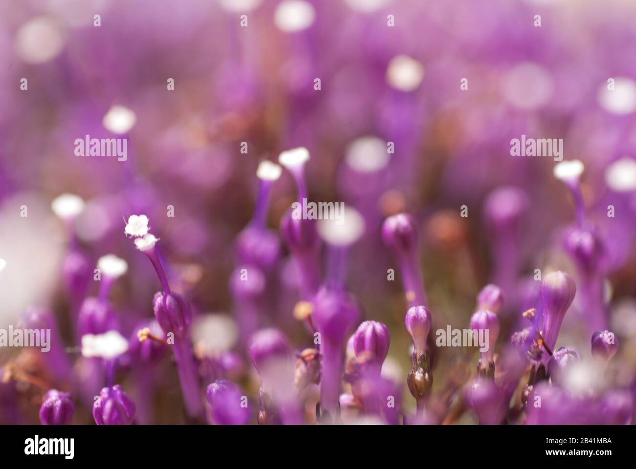 Fiore, Blumen Foto Stock
