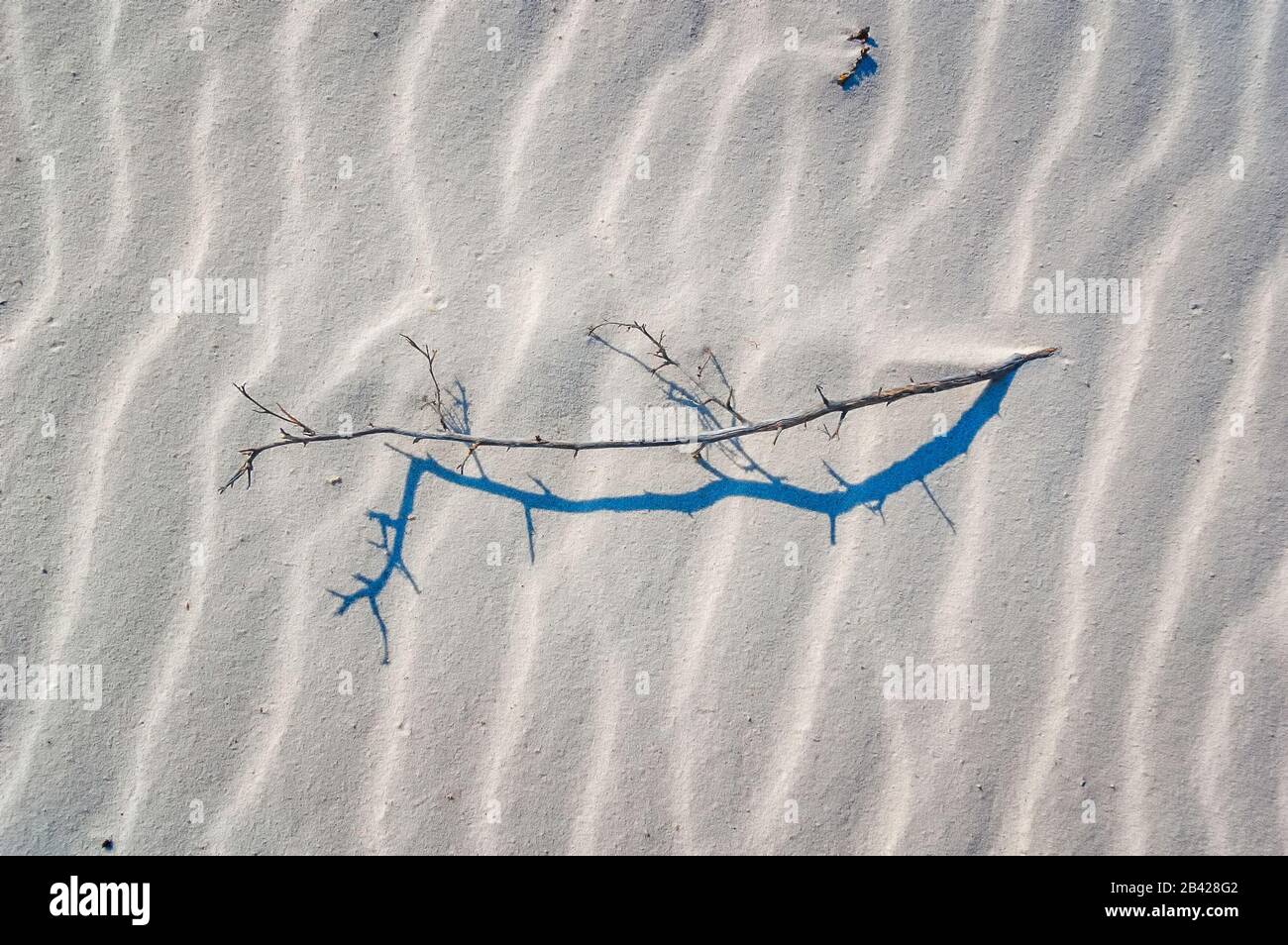 Un primo piano di un ramo che si trova su sabbia ondulata, White Sands National Park, New Mexico, USA. Foto Stock