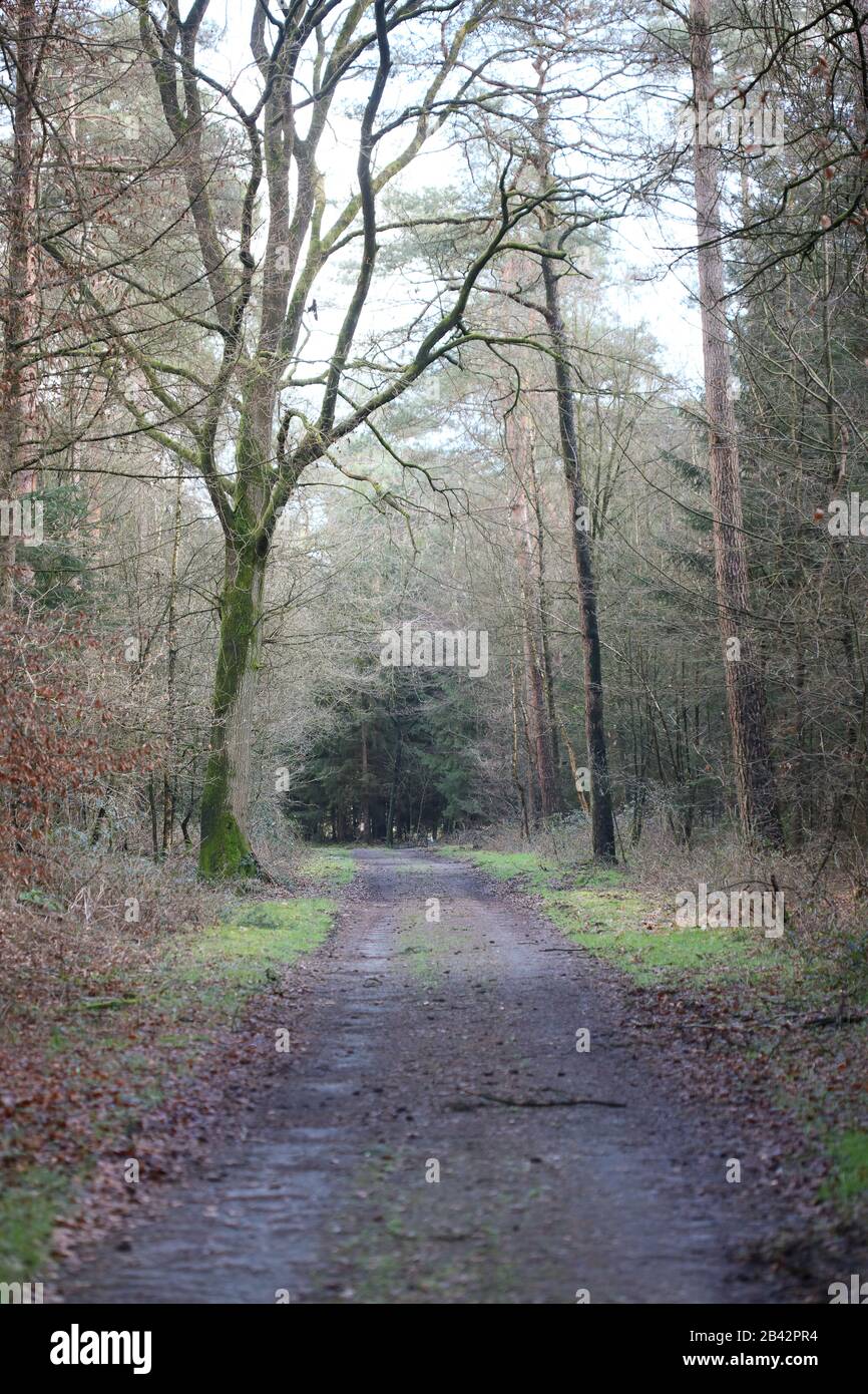 Strada in tedesco foresta sfondo fotografia di stock di alta qualità Foto Stock