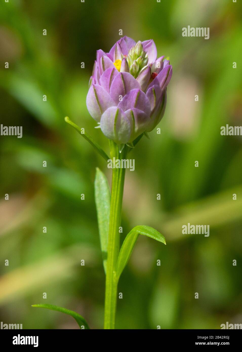 Closeup di un bel Campo rosa Milkwort (Poligala sanguinea) fiore fiore Foto Stock