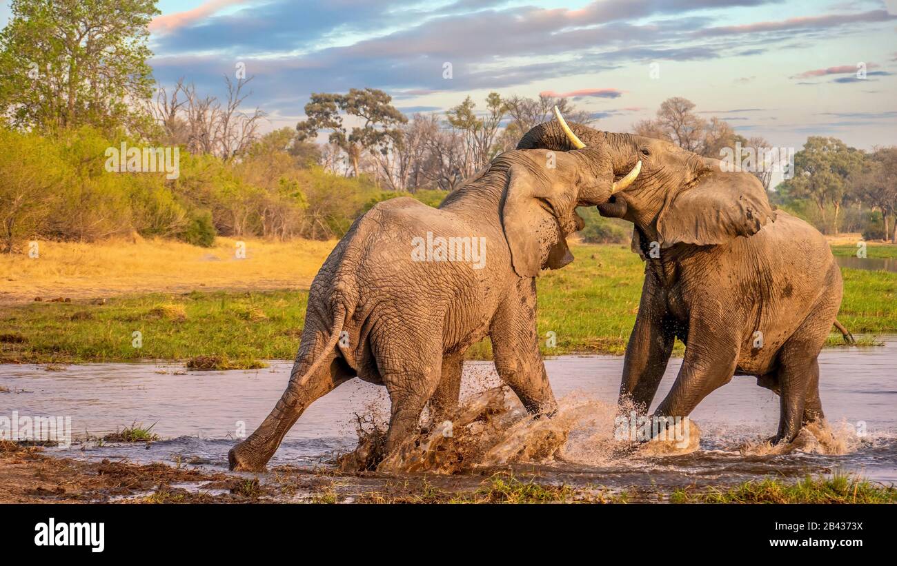 Due elefanti di toro che combattono e che schizzano nel fiume Khwai, Botswana. Foto Stock