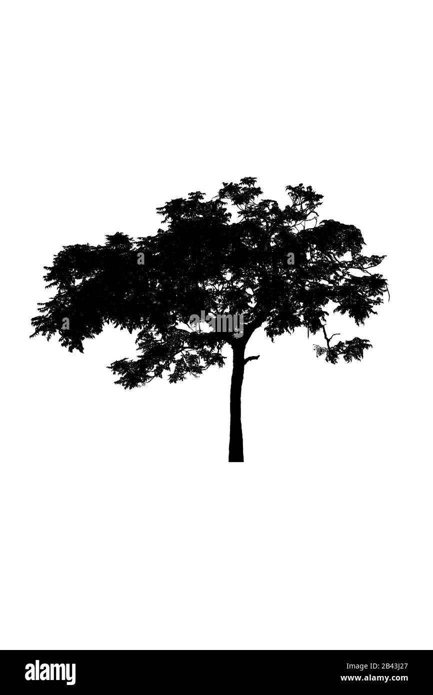 silhouette albero bella isolato su sfondo bianco Foto Stock