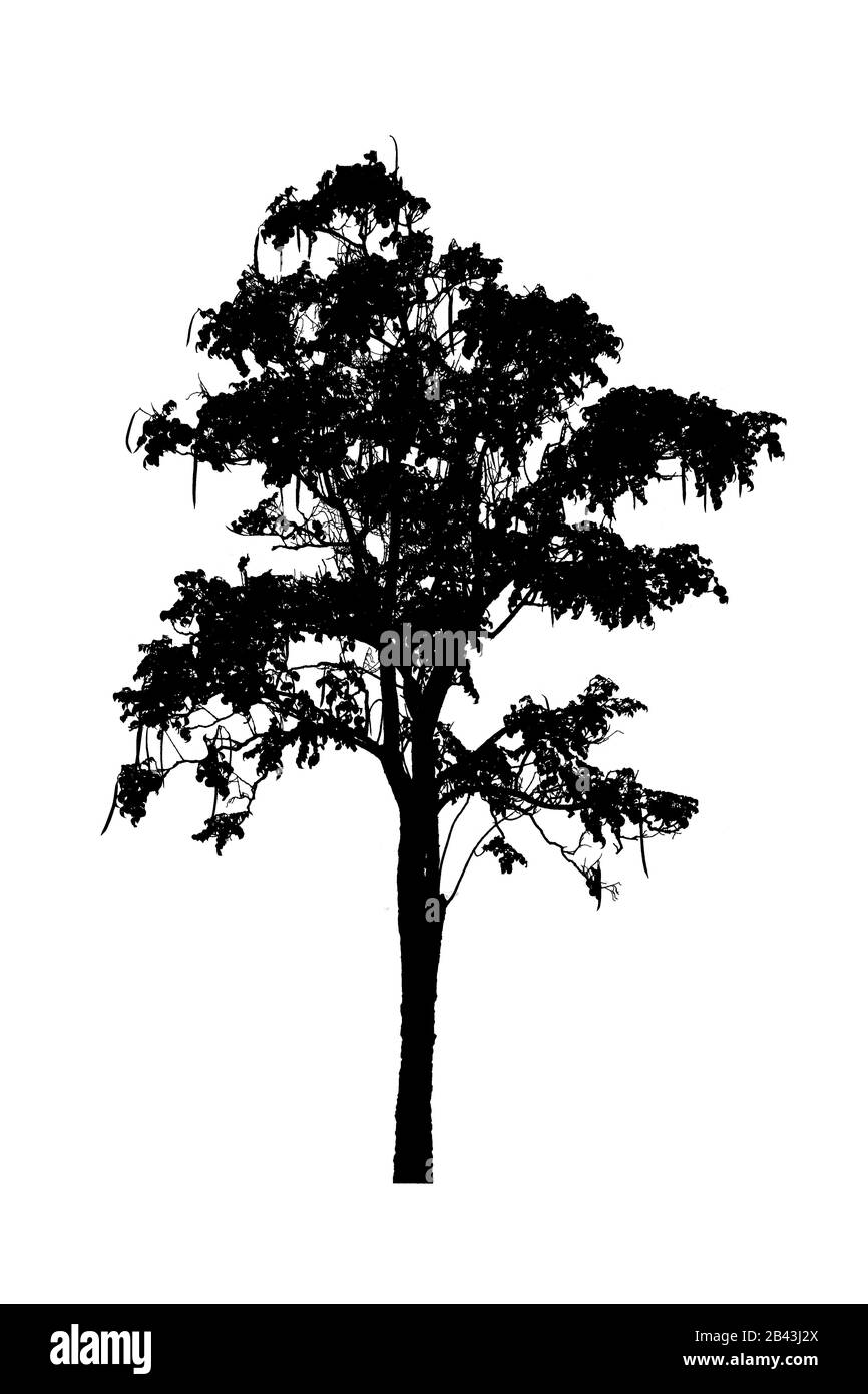 silhouette albero bella isolato su sfondo bianco Foto Stock