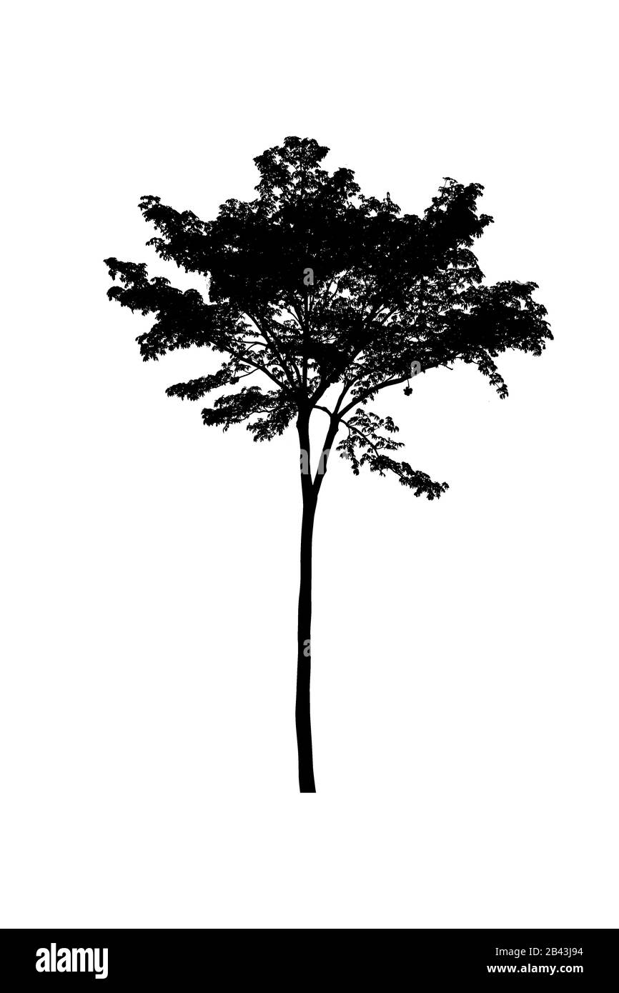 I contorni della struttura bella su sfondo bianco Foto Stock