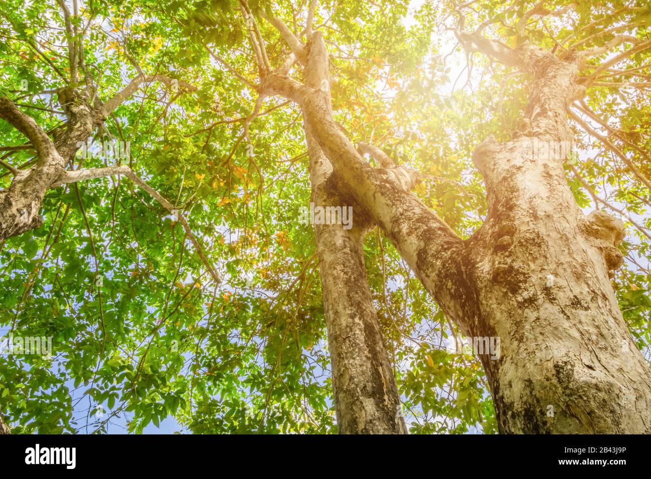 tronco d'albero alto in natura e foglia bella per lo sfondo Foto Stock