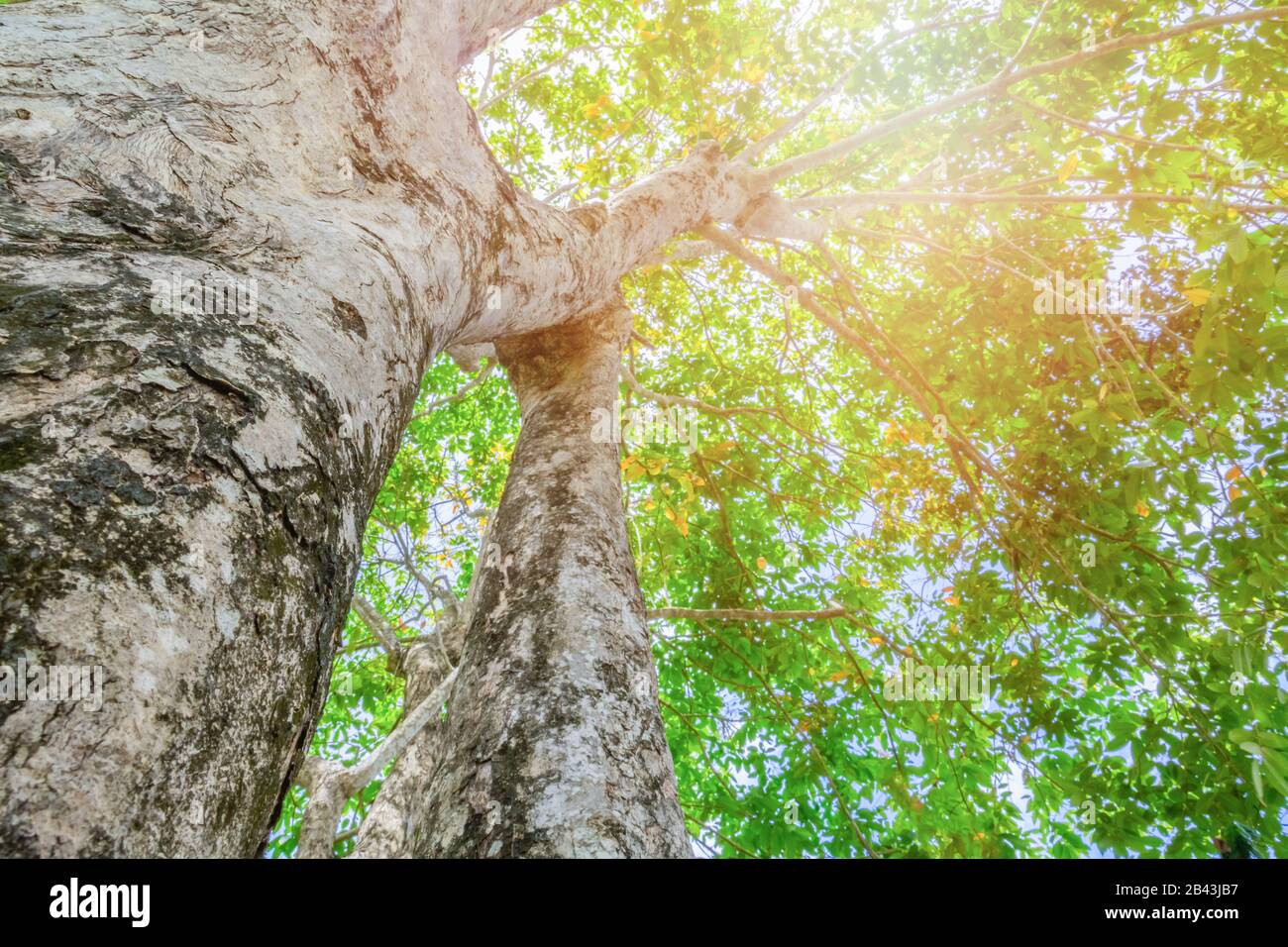 tronco d'albero alto in natura e foglia bella per lo sfondo Foto Stock
