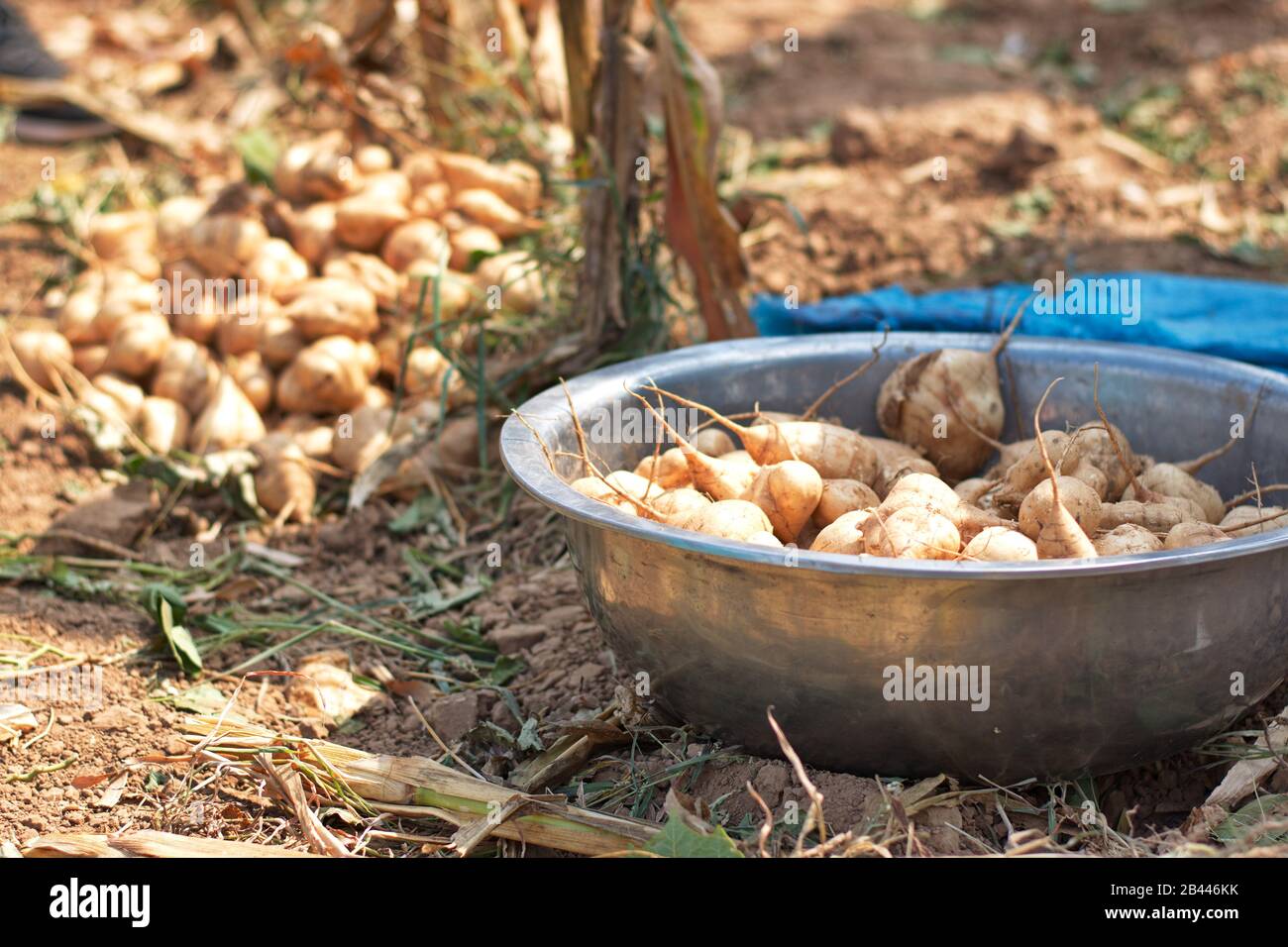 Rapa in contenitore di metallo nel campo Foto Stock