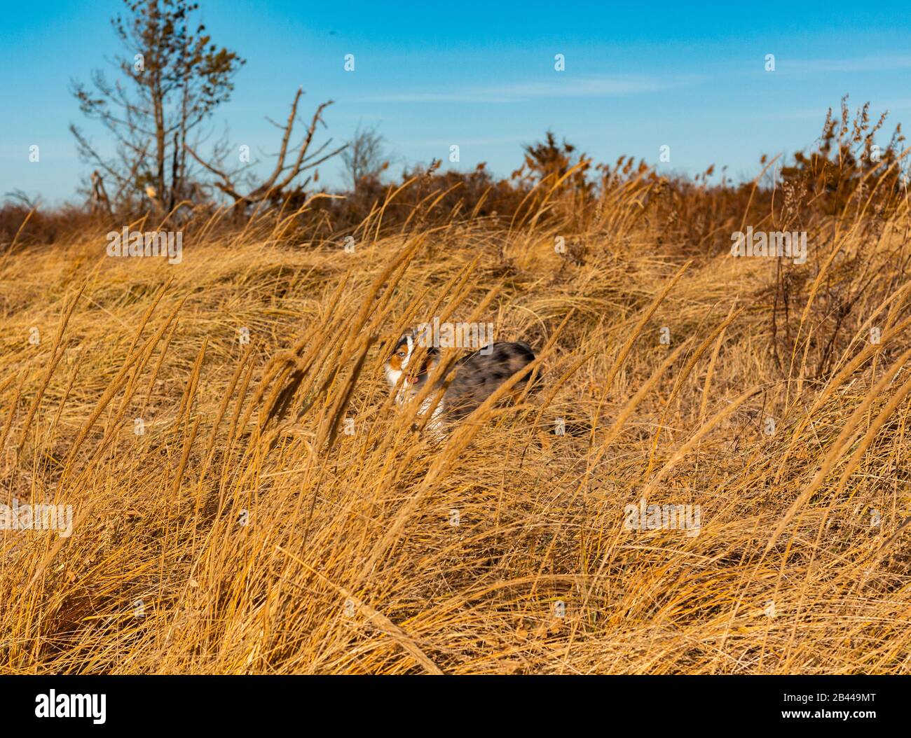 Mini australiano O australiano giocando intorno sull'erba di grano, in una giornata di sole. Foto Stock