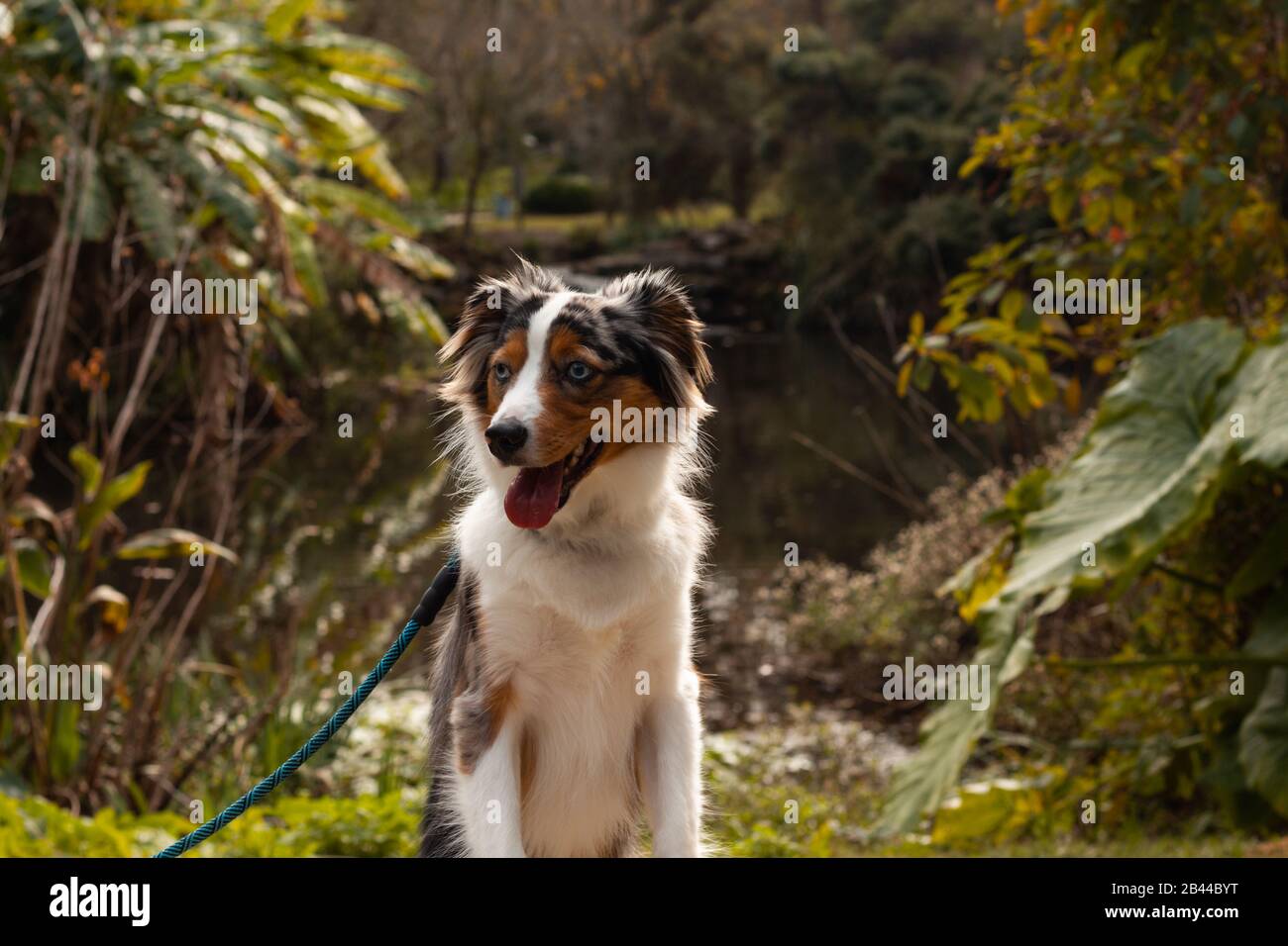 Mini cane australiano In Piedi Su una panchina in un parco. Foto Stock