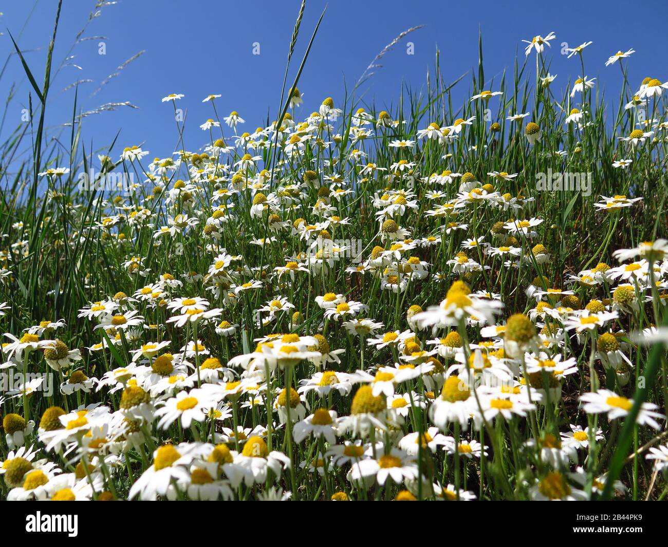 Echte Kamille (Matricaria chamomilla) Foto Stock