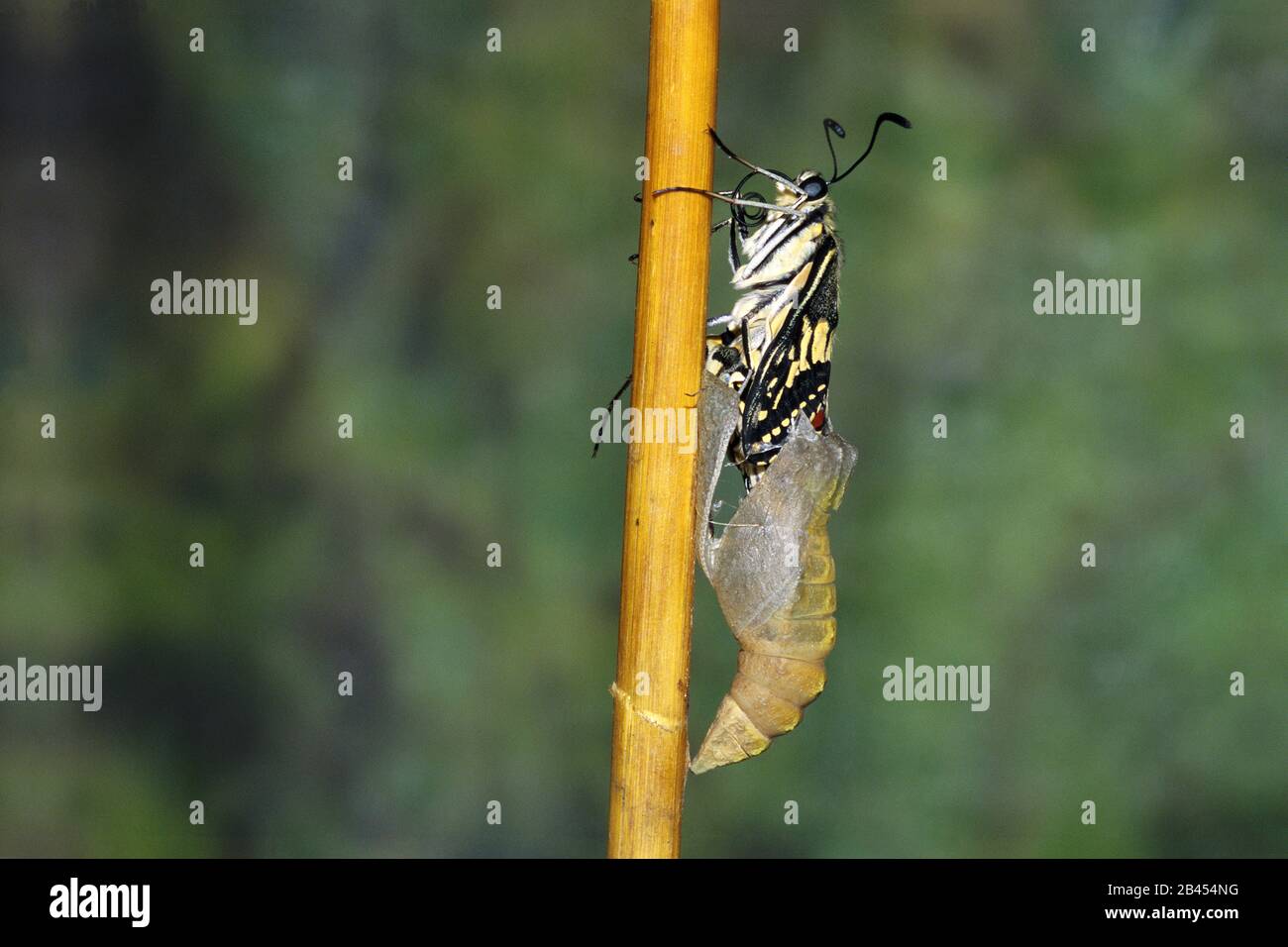 Farfalla emergenza giallo swallowtail papilio machaon, India, Asia Foto Stock