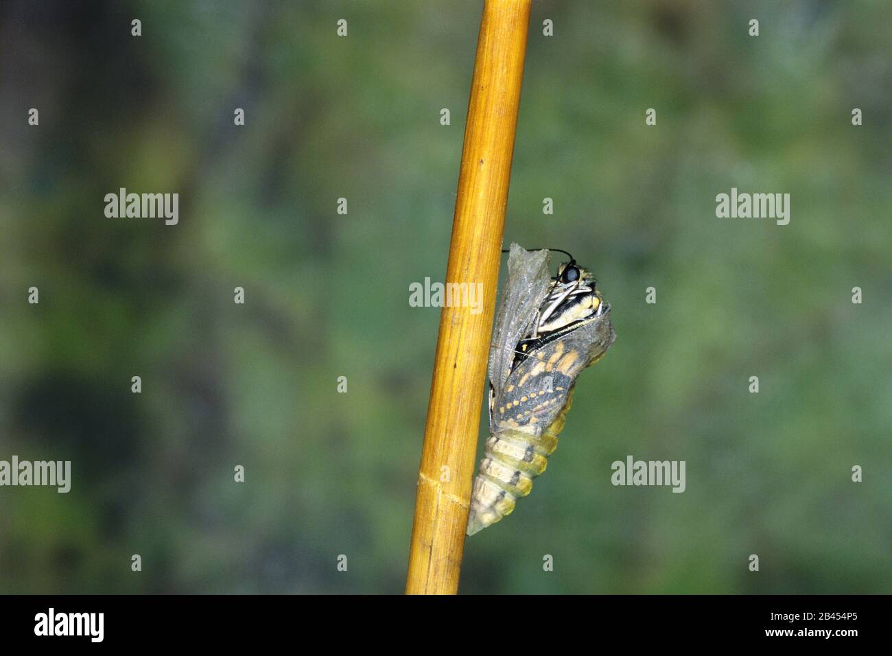 Farfalla emergenza giallo swallowtail papilio machaon, India, Asia Foto Stock