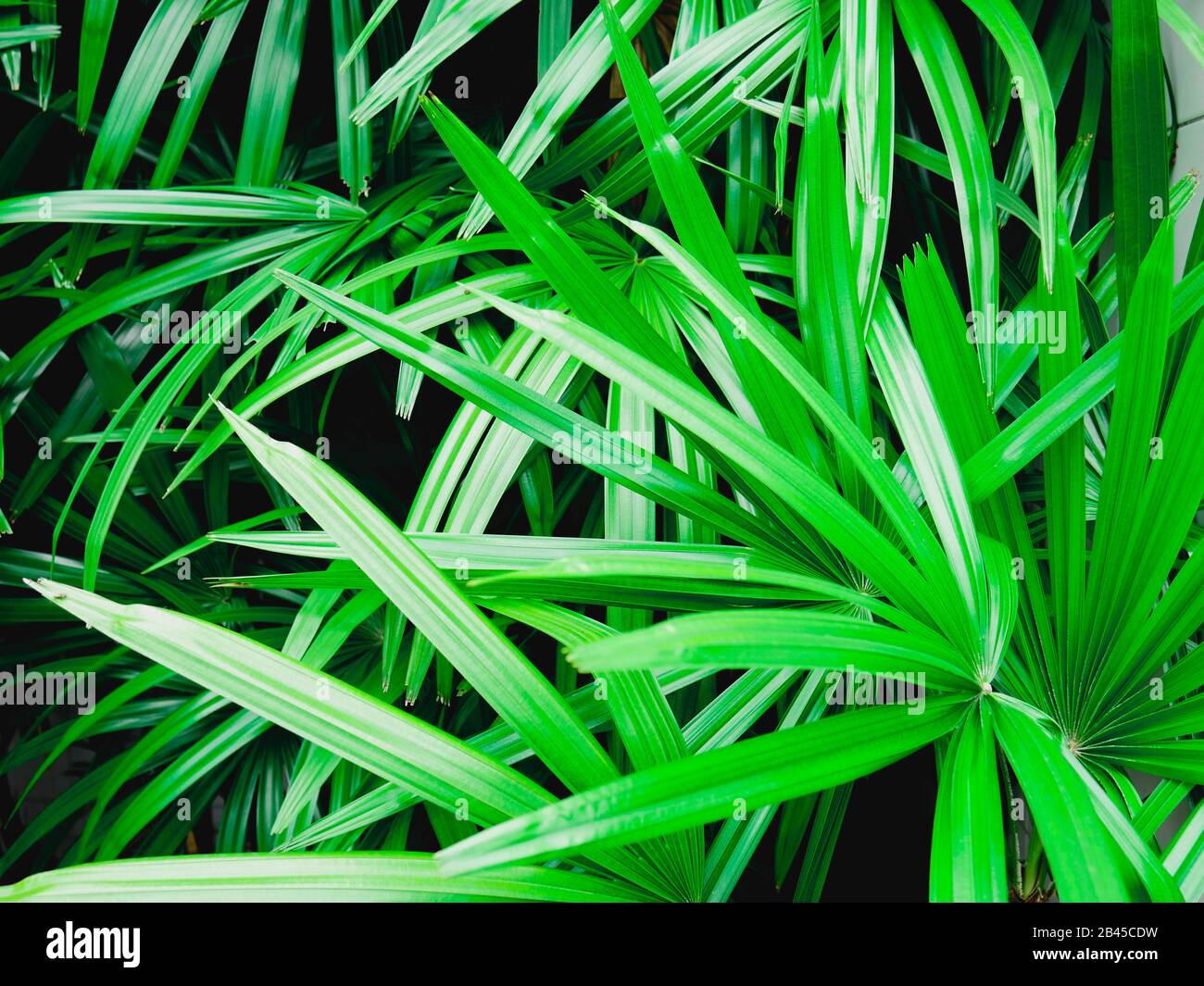 La configurazione di sfondo tropicale di foglie di colore verde scuro, natura concetto di sfondo. Foto Stock