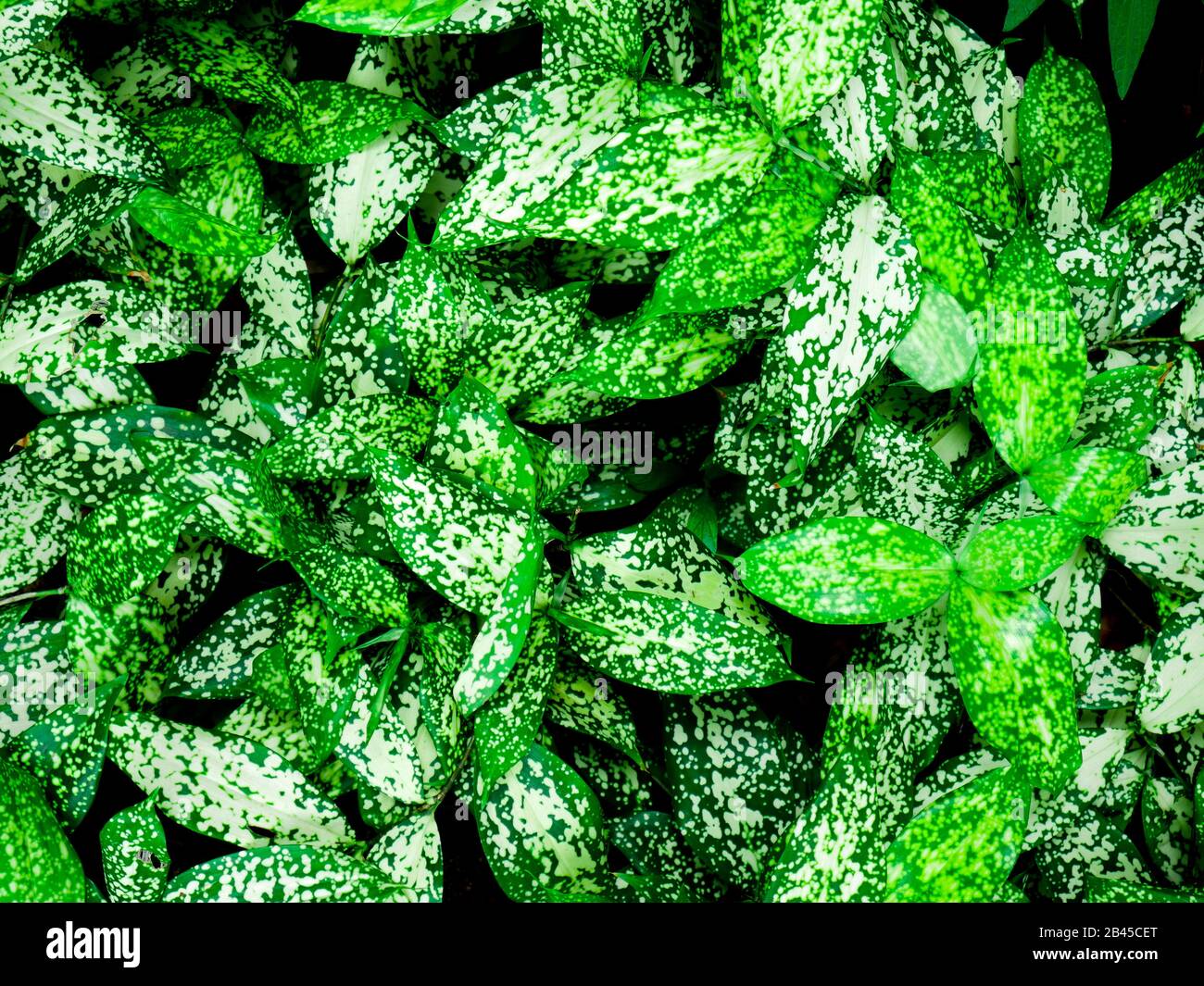 La configurazione di sfondo tropicale di foglie di colore verde scuro, natura concetto di sfondo. Foto Stock