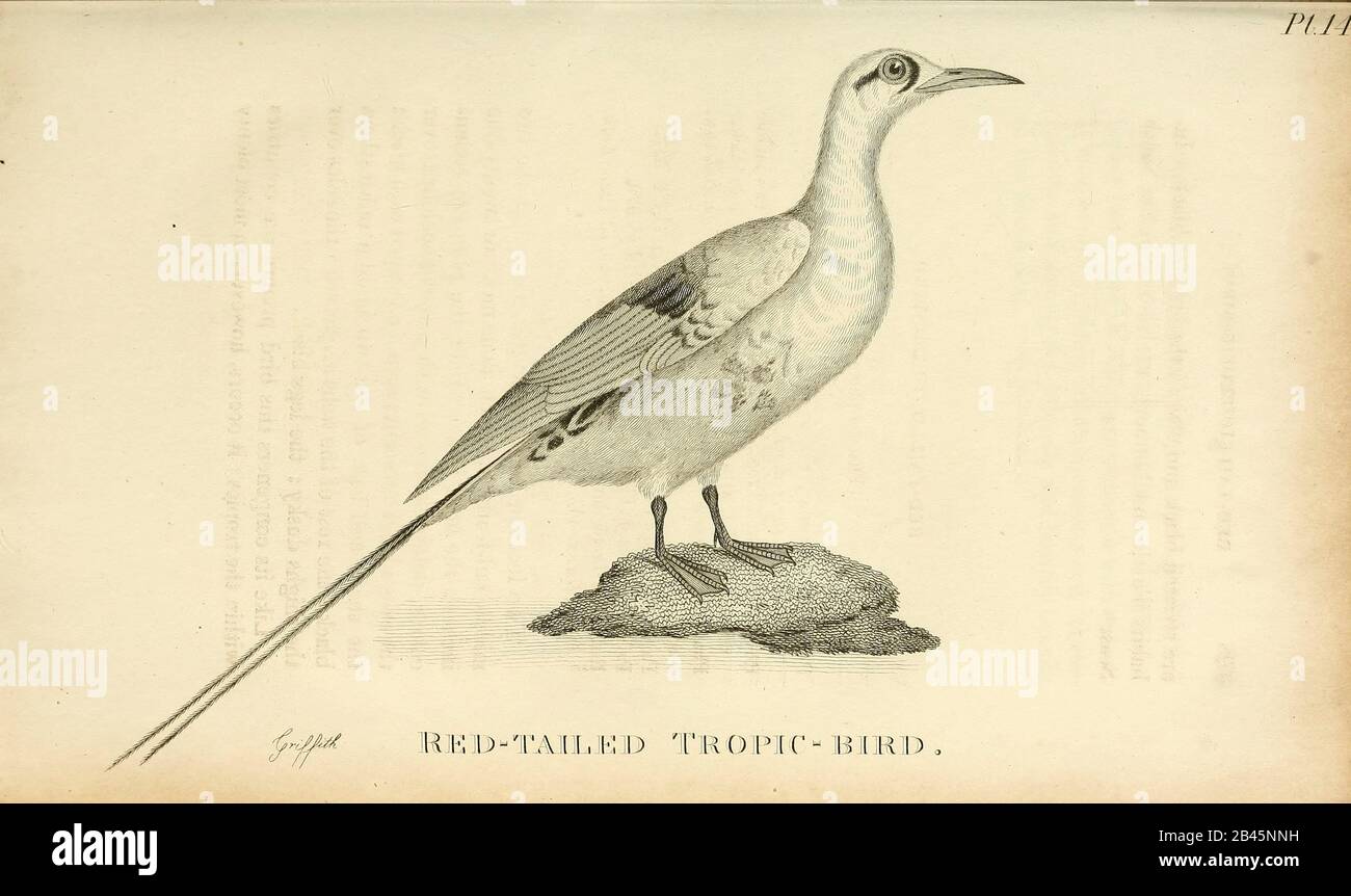 Uccello Tropico Dalla Coda rossa (Tropicbird) (Phaethon rubricauda) dal  volume 1825 (Aves) di 'Zoologia generale o Storia Naturale Sistematica' dal  naturalista britannico George Shaw (1751-1813). Shaw scrisse il testo (in  inglese e