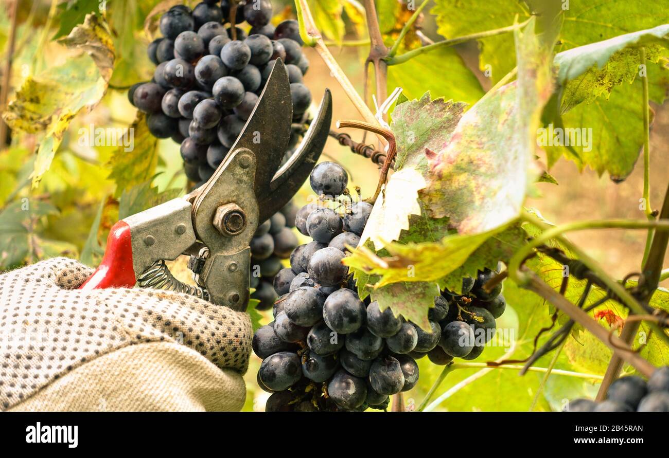 Un uomo con guanti taglia un grappolo di uva San Giovese in Emilia Romagna,  per la vendemmia Foto stock - Alamy