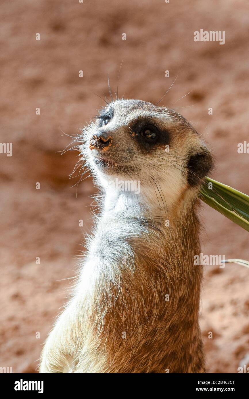 Un meerkat appeso sulle rocce nel deserto che guarda intorno (Suricata suricatta). Foto Stock