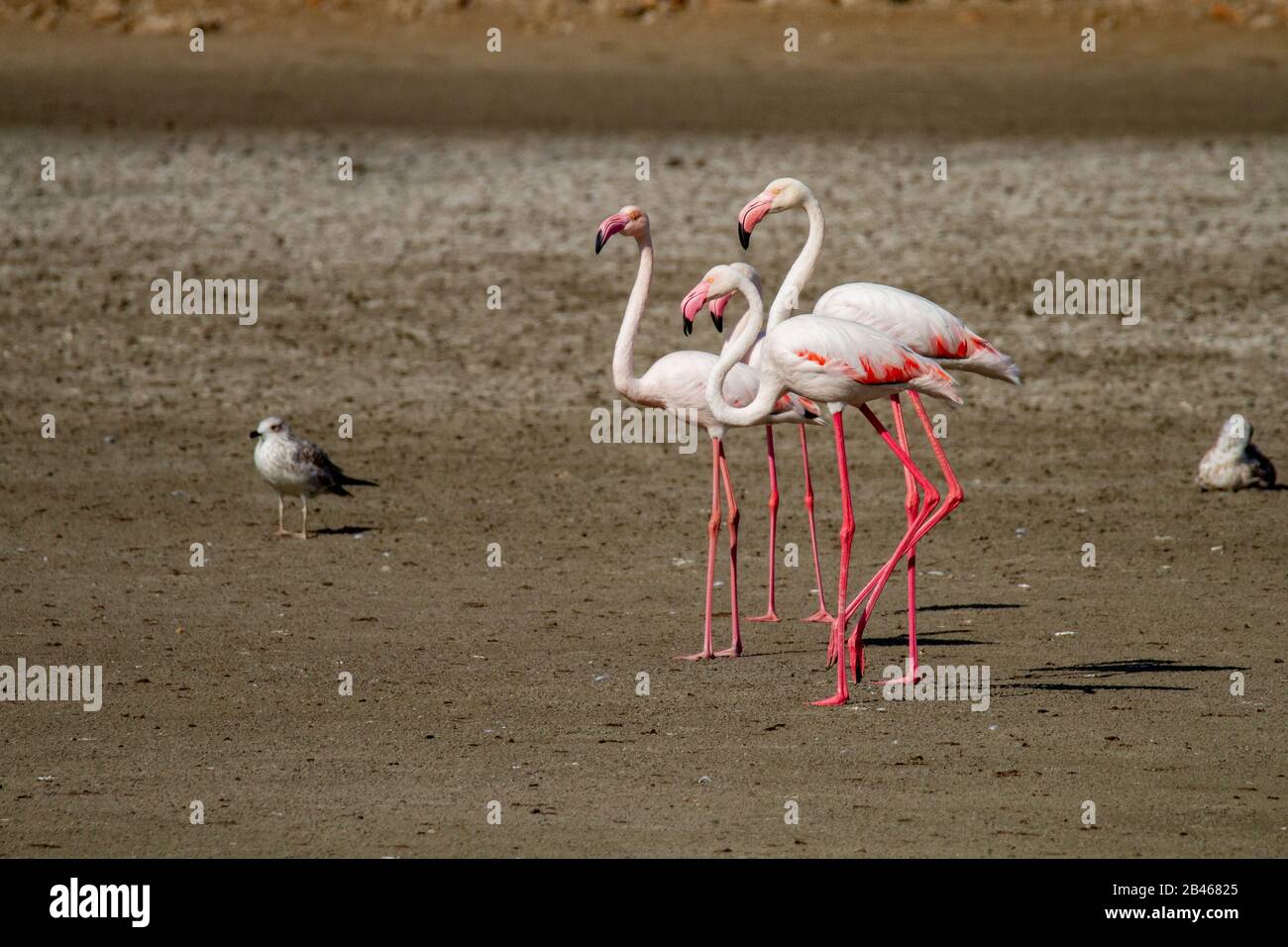 Grandi fenicotteri a Kutch Foto Stock