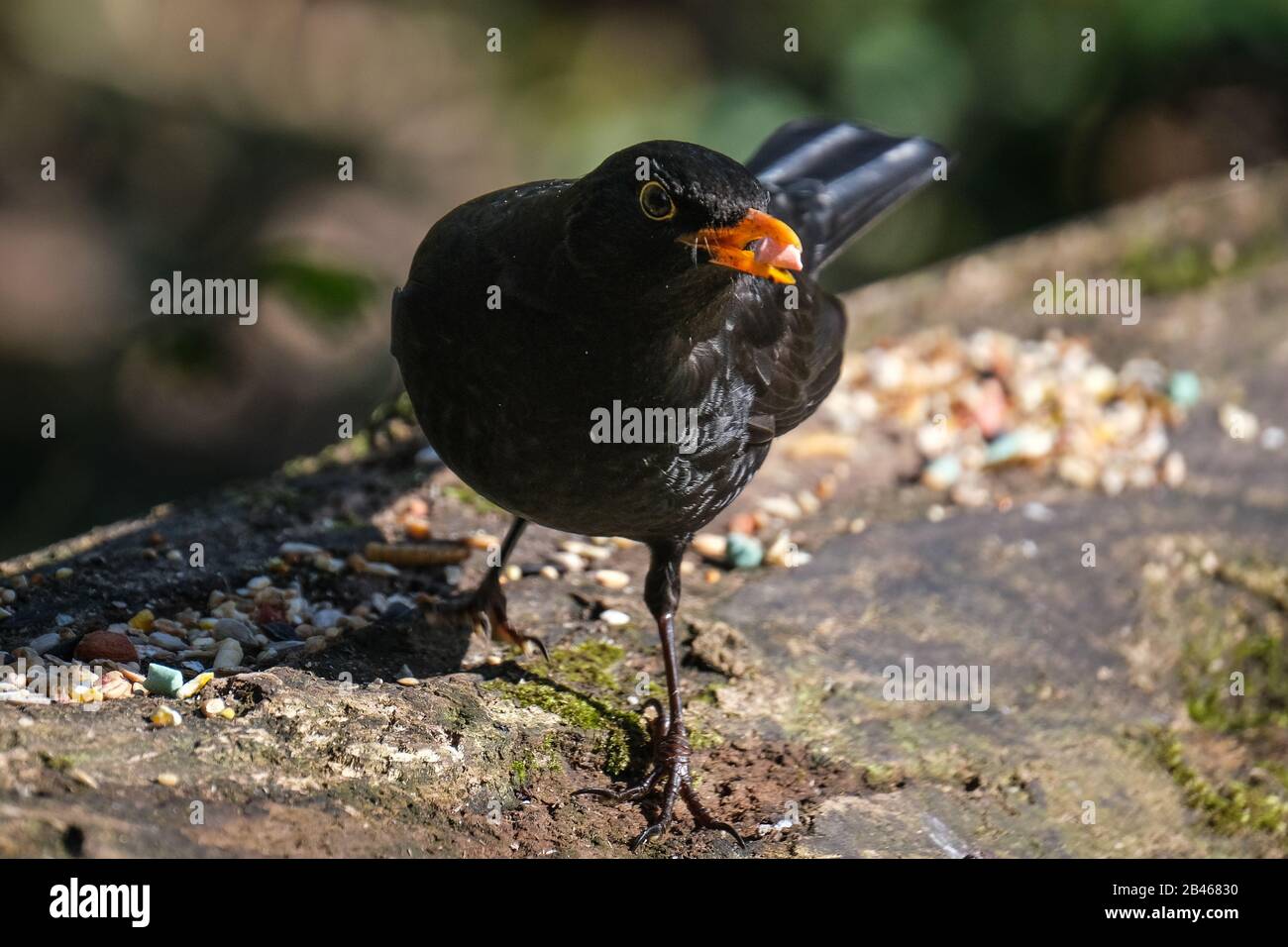 Merlo (Turdus merula) Foto Stock