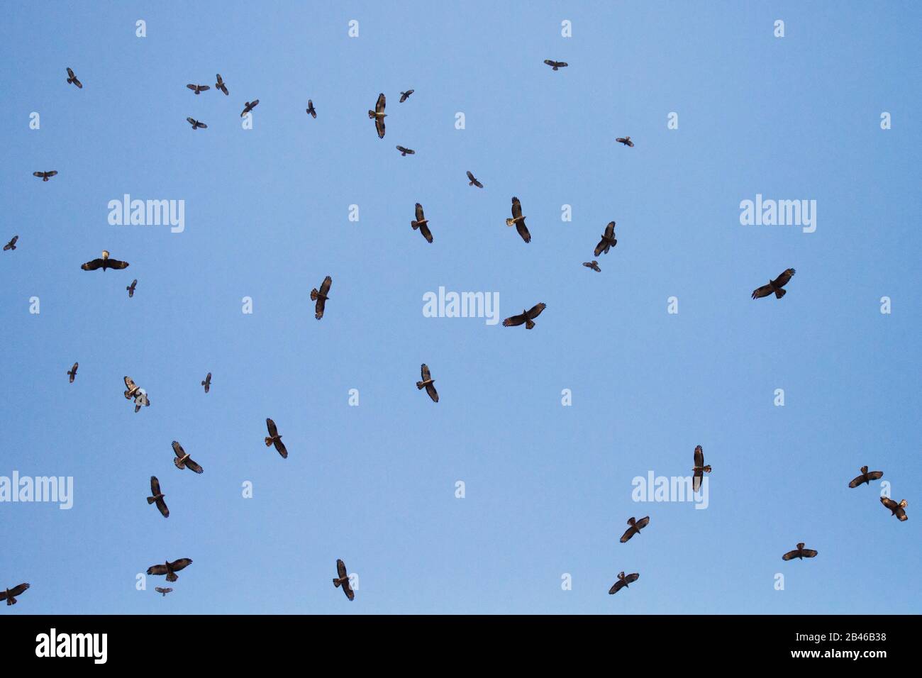 Buzzard di miele europeo (Pernis apivorus) nella migrazione termica Foto Stock