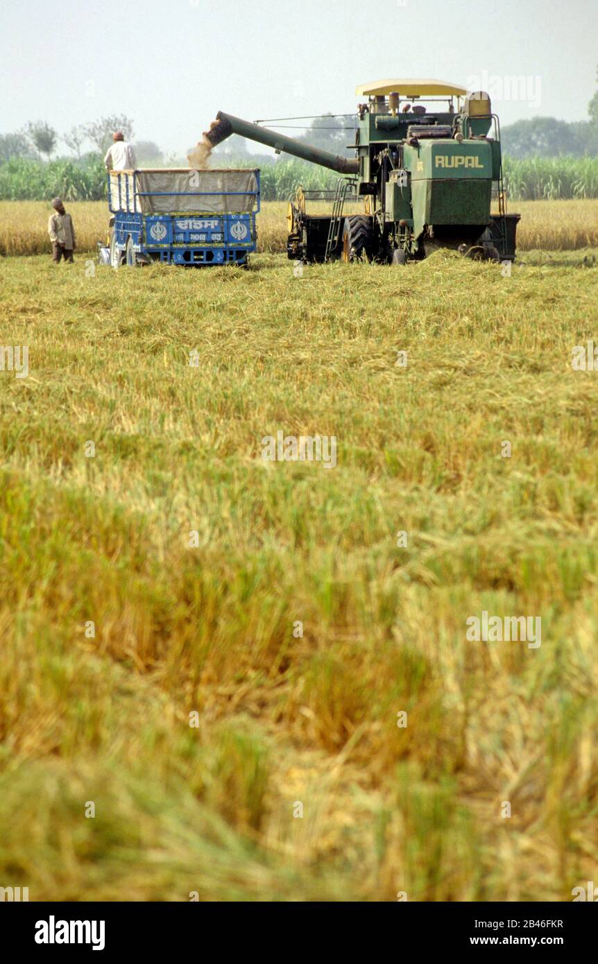 Raccoglitrice, macchina per la raccolta del riso, grano di riso in fase di riempimento nel carrello, Punjab, India, Asia Foto Stock