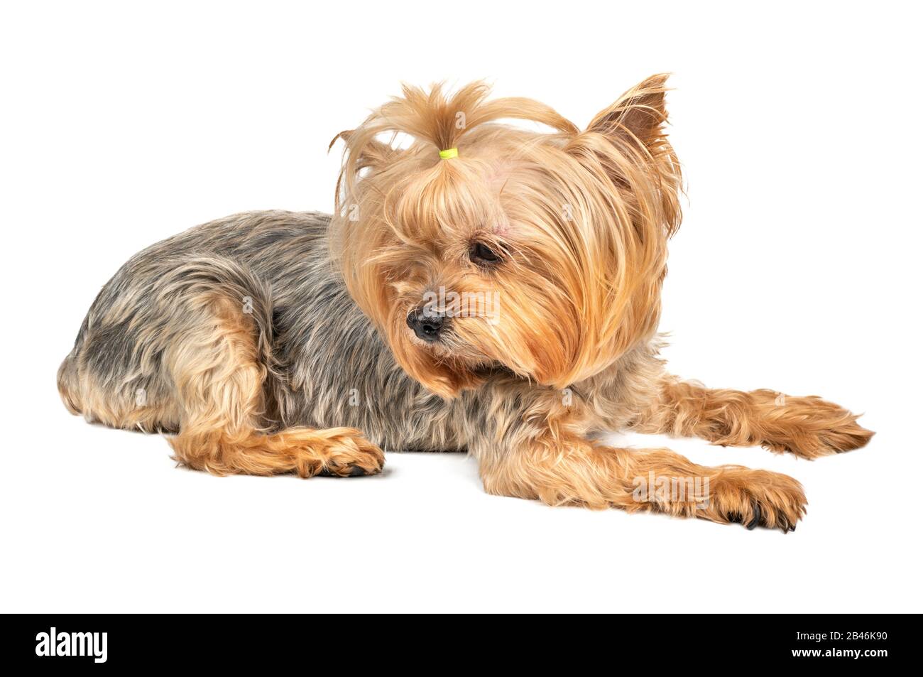 Cane mini Yorkshire Terrier giace su un fondo bianco Foto Stock