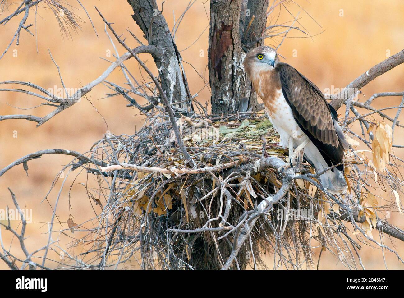 Aquila di serpente corta-toed (gallicus di Circaetus) Foto Stock