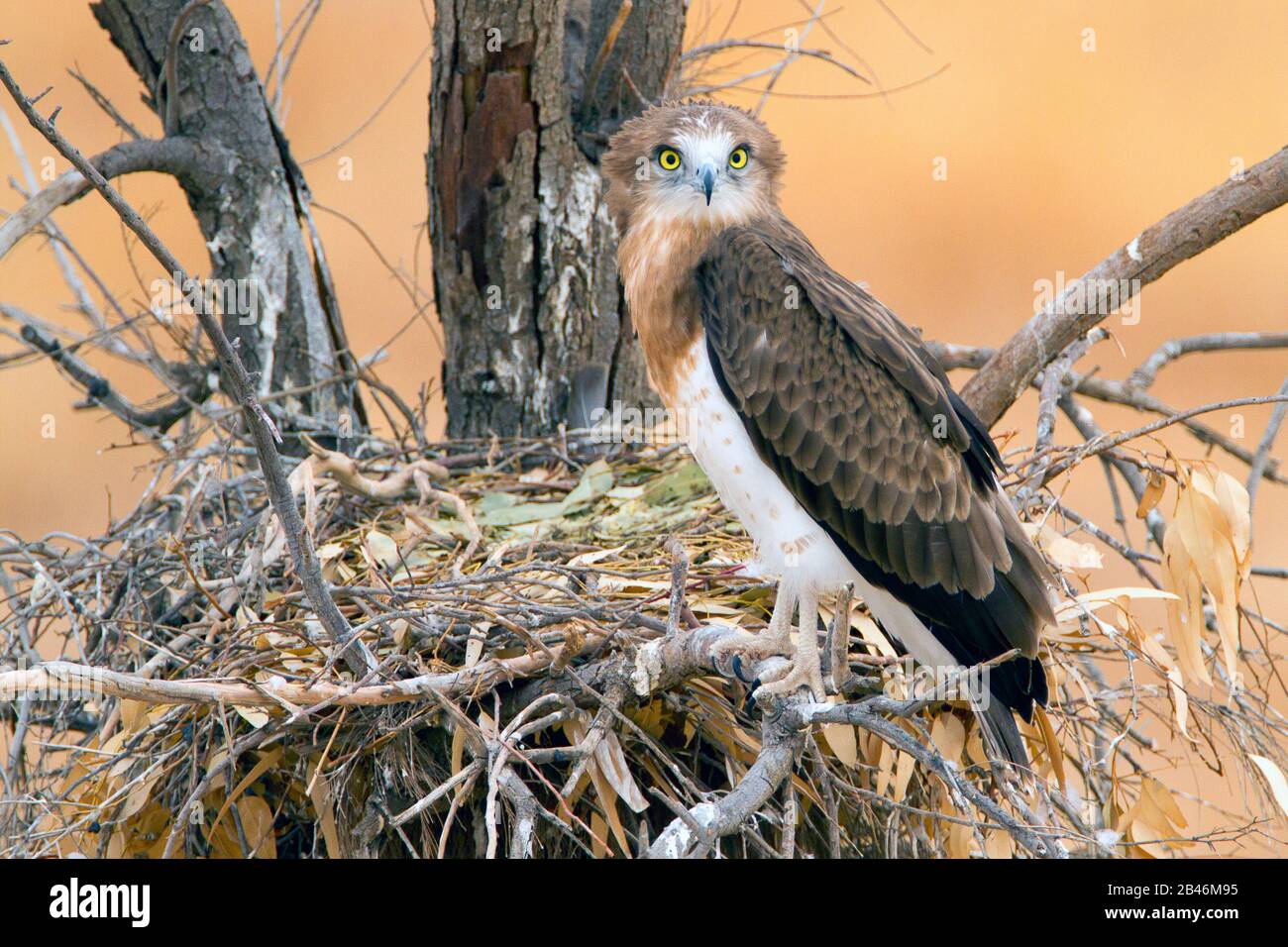 Aquila di serpente corta-toed (gallicus di Circaetus) Foto Stock