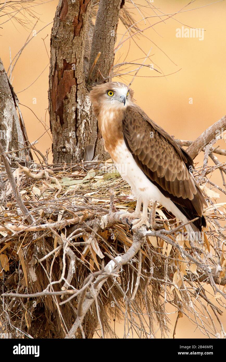 Aquila di serpente corta-toed (gallicus di Circaetus) Foto Stock