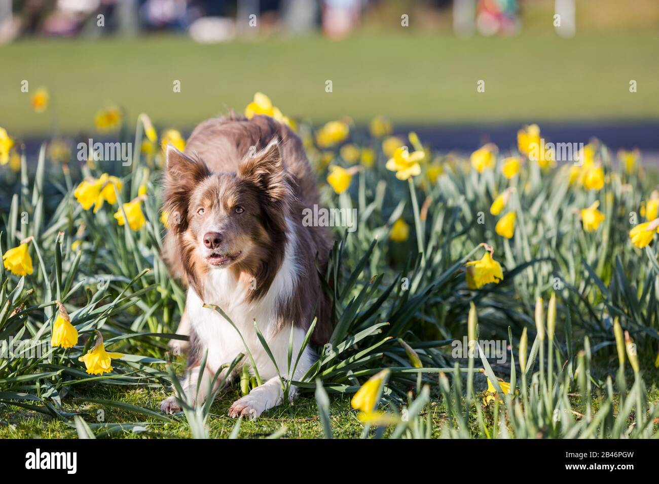 Birmingham, Regno Unito. 6th Mar, 2020. A'Mayzie l'olandese Heelwork a campione di musica dai Paesi Bassi si trova tra i dafodils all'inizio del secondo giorno di Crufts. Credito: Jon Freeman/Alamy Live News Credito: Jon Freeman/Alamy Live News Foto Stock