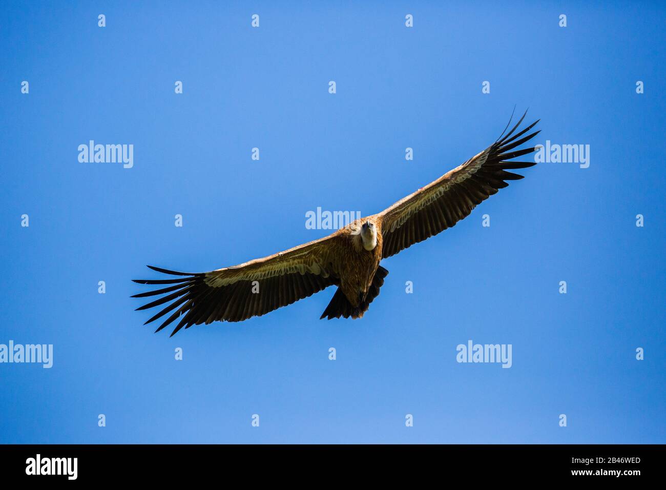 Grifone (Gyps fulvus) Foto Stock