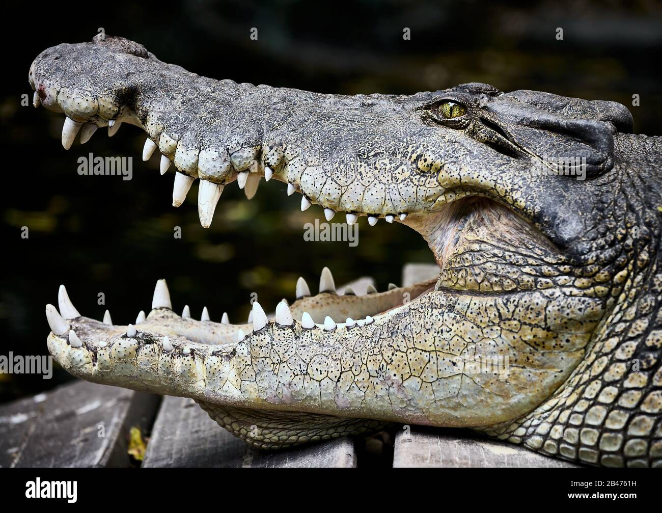 Coccodrillo australiano di acqua salata - Crocodylus porosus, mascelle aperte e allert, posa classica di questo predatore dell'apice Foto Stock