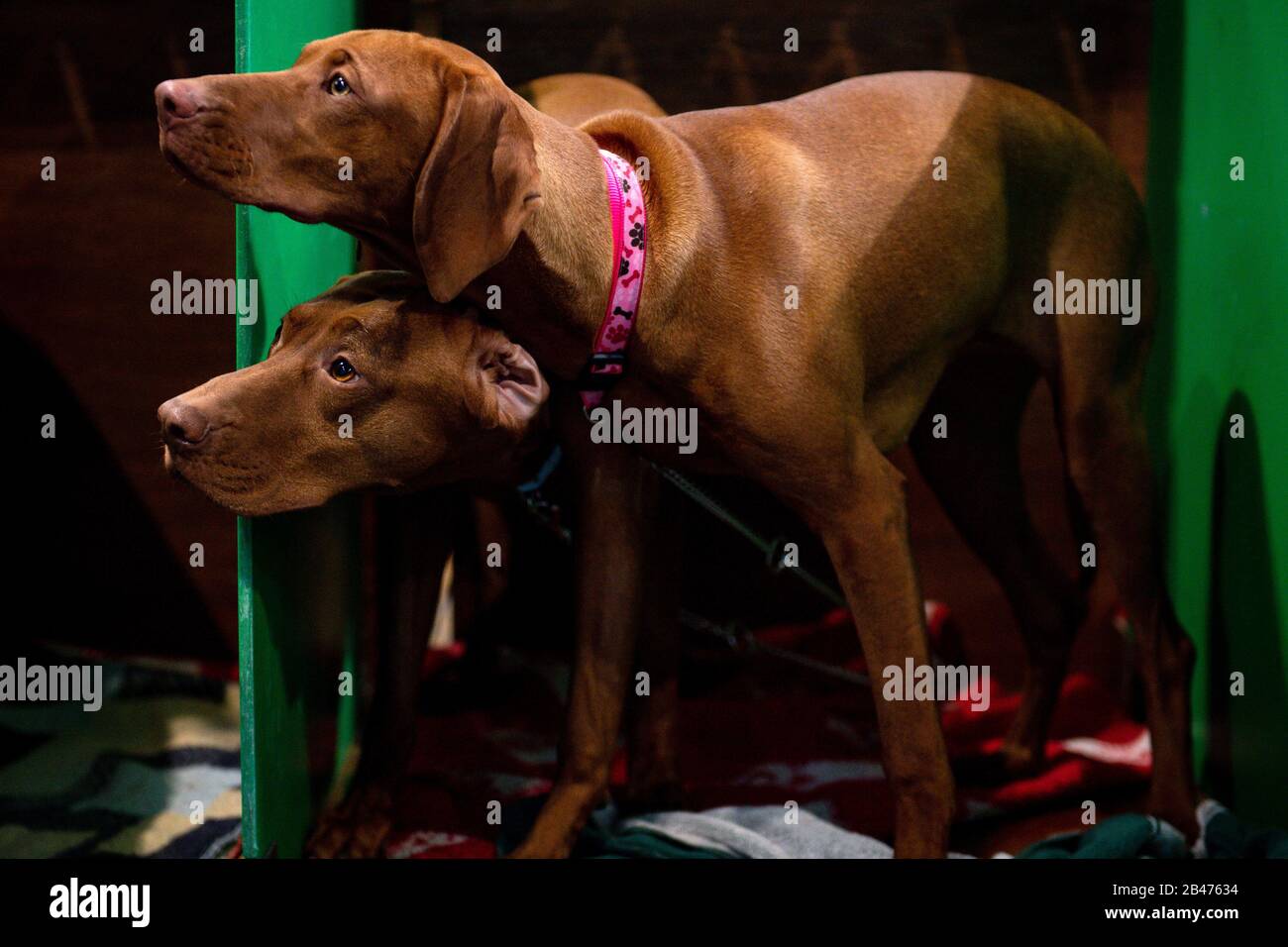 Un paio di Vizsla ungherese al Birmingham National Exhibition Centre (NEC) per il secondo giorno del Crufts Dog Show. Foto Stock
