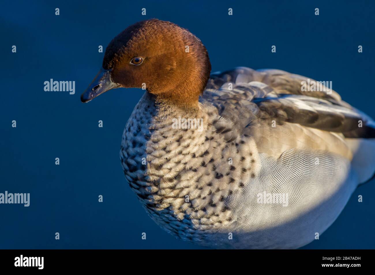 Australian Wood Duck A Slimbridge Foto Stock