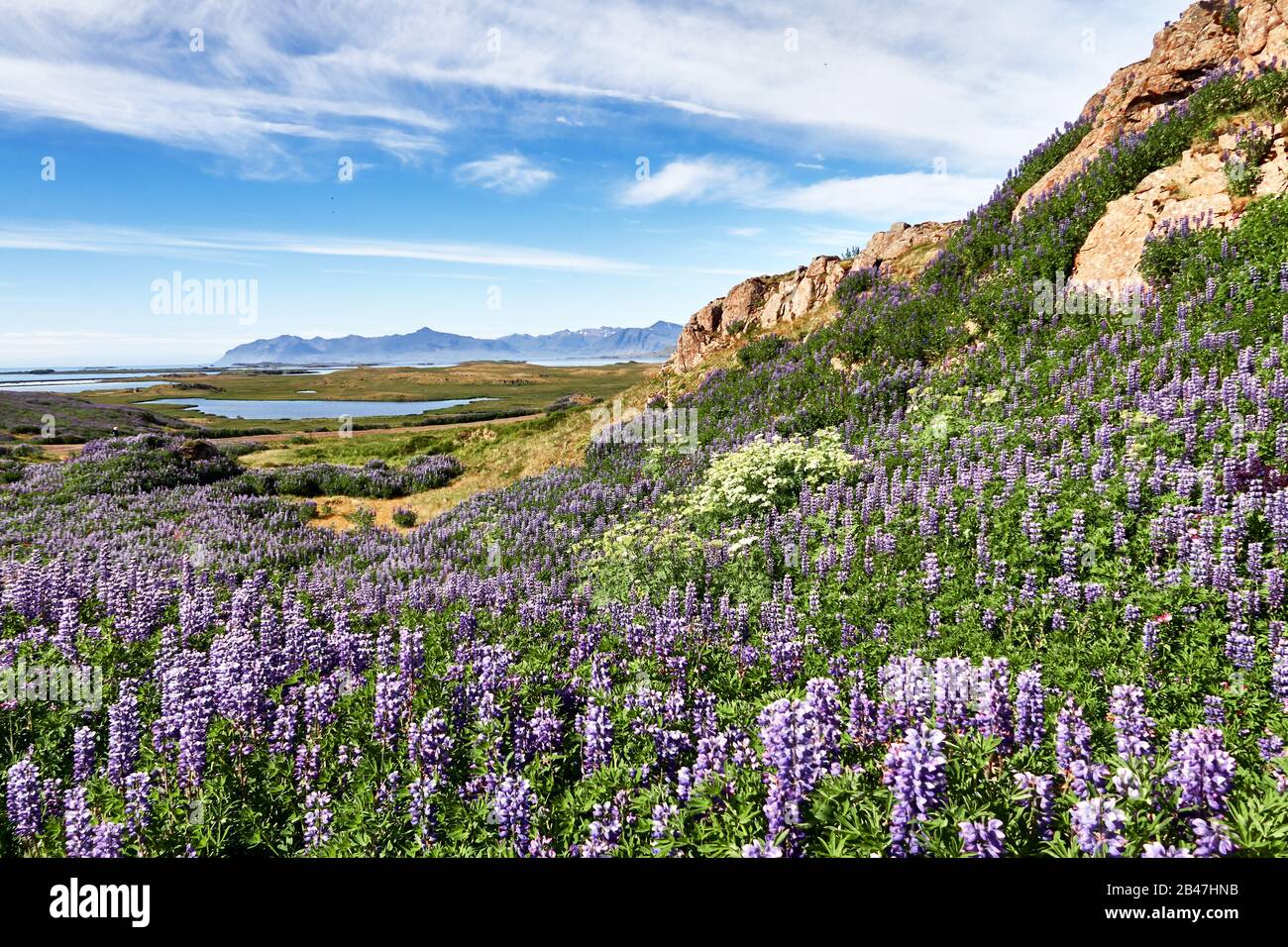 Europa, Islanda, fiordo di Berufjordur, campo di lupino artico in montagna, area vulcanica Foto Stock