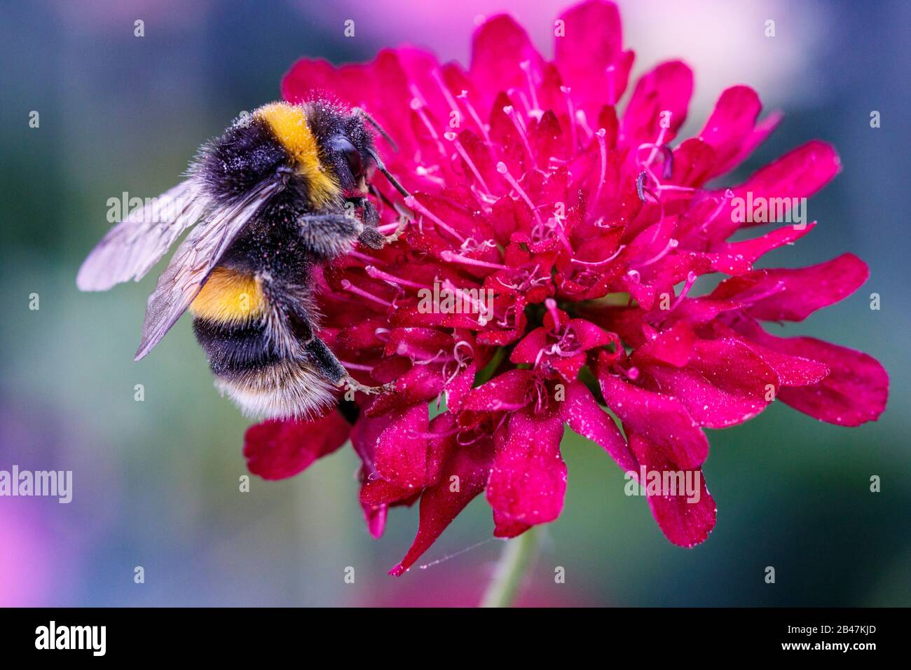 ape che alimenta su fiore rosa Foto Stock
