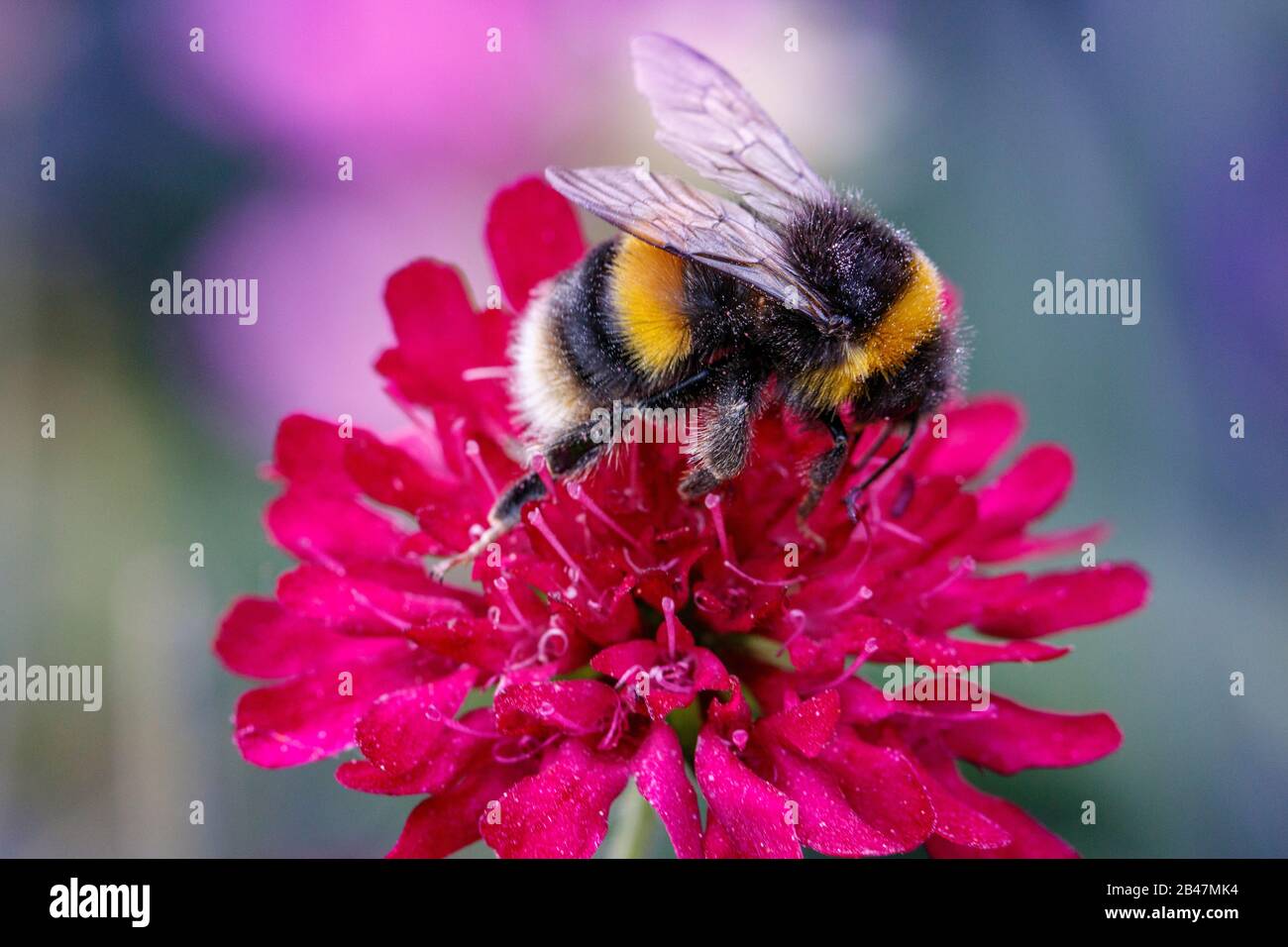 ape che alimenta su fiore rosa Foto Stock