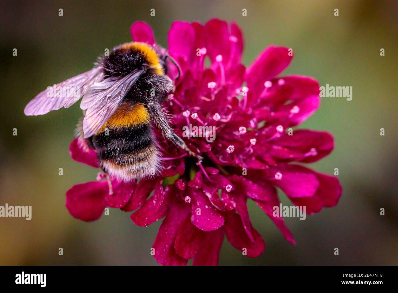 ape che alimenta su fiore rosa Foto Stock
