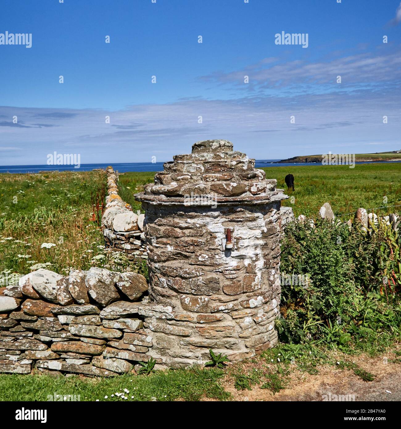 Regno Unito, Scozia, Orkney Islands è un arcipelago delle Isole del Nord della Scozia, Oceano Atlantico, scena rurale e mucca che pascola nel campo a Orkney Islands , recinzione di pietra a secco Foto Stock